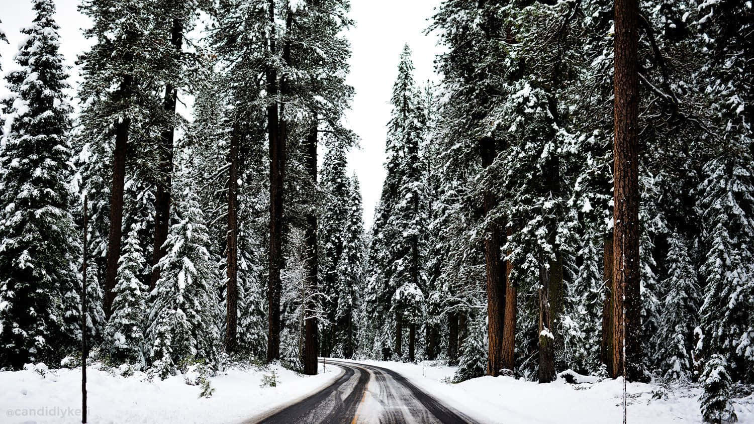 Laptop Winter, winding road, dense forest, HD Desktop Wallpaper