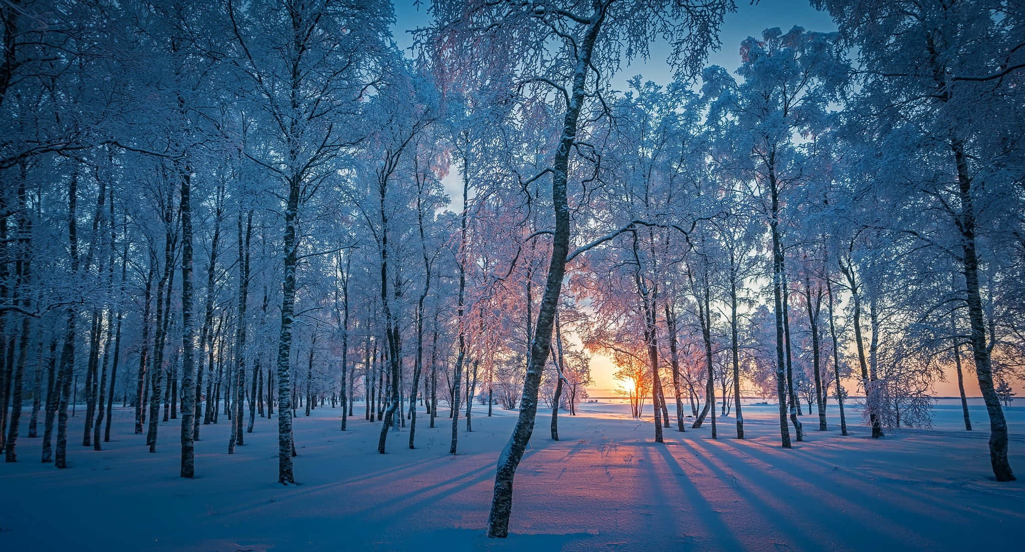 Laptop Winter, sunset, frost-covered birch trees, Full HD Desktop Wallpaper