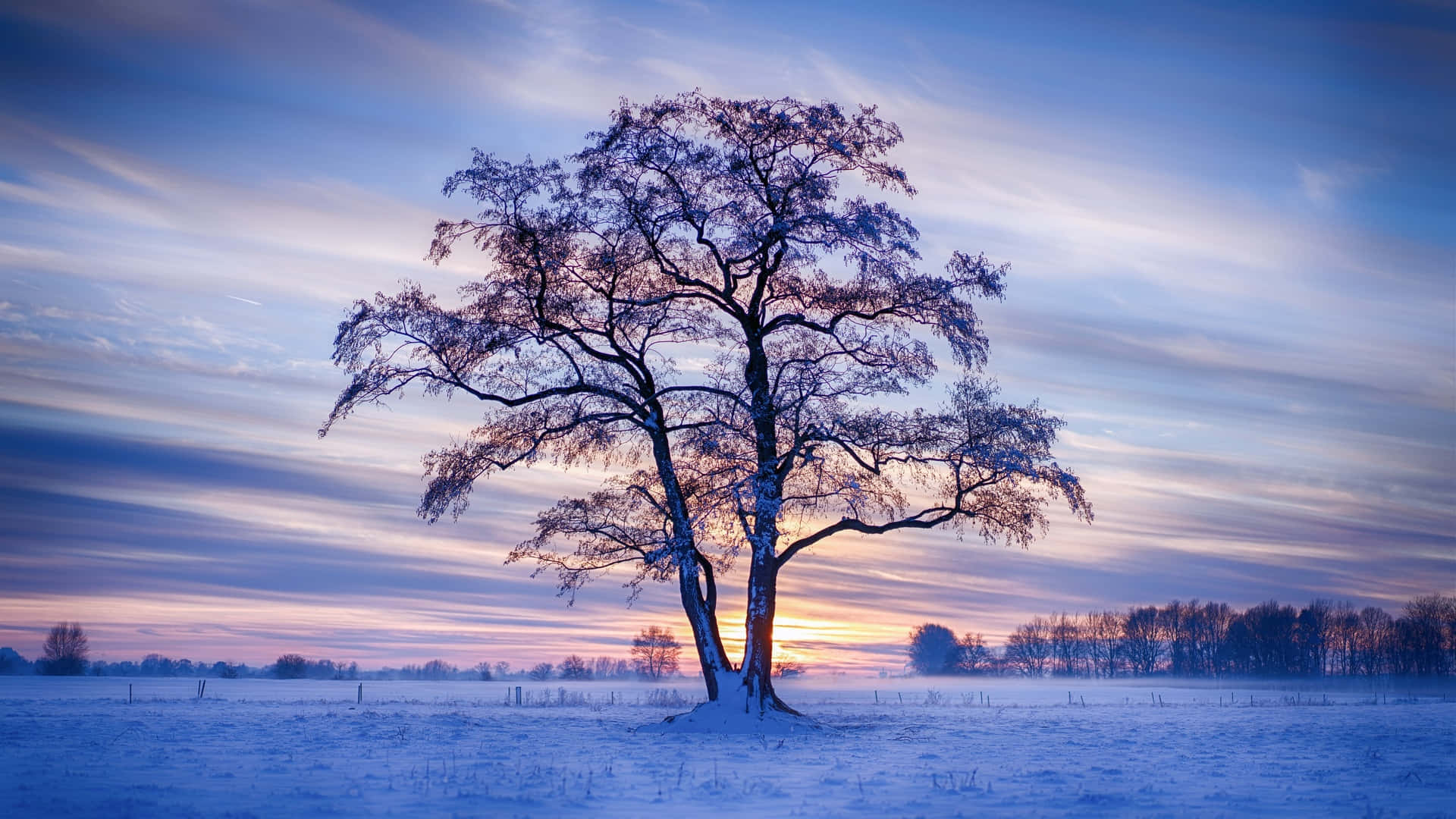 Laptop Winter, snow-covered tree, frozen field, Full HD Desktop Wallpaper