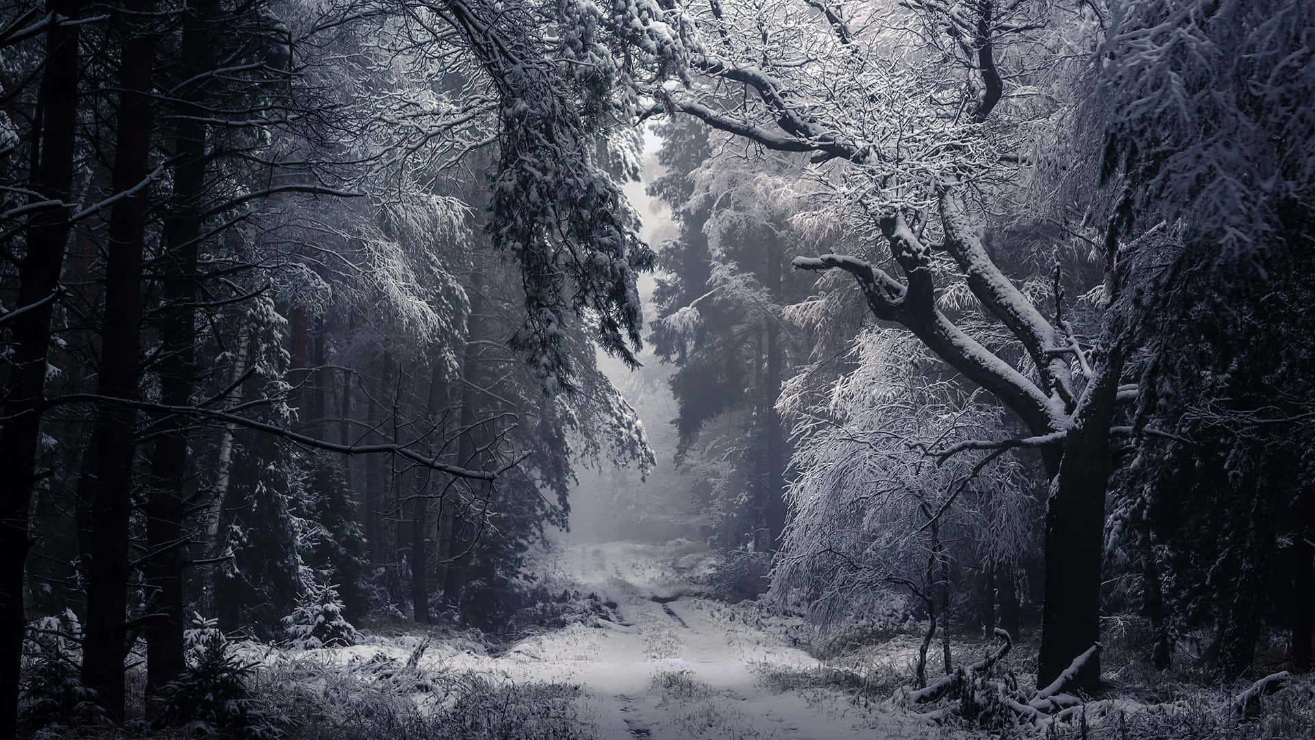 Laptop Winter, snowy forest path, towering trees, Full HD Desktop Wallpaper