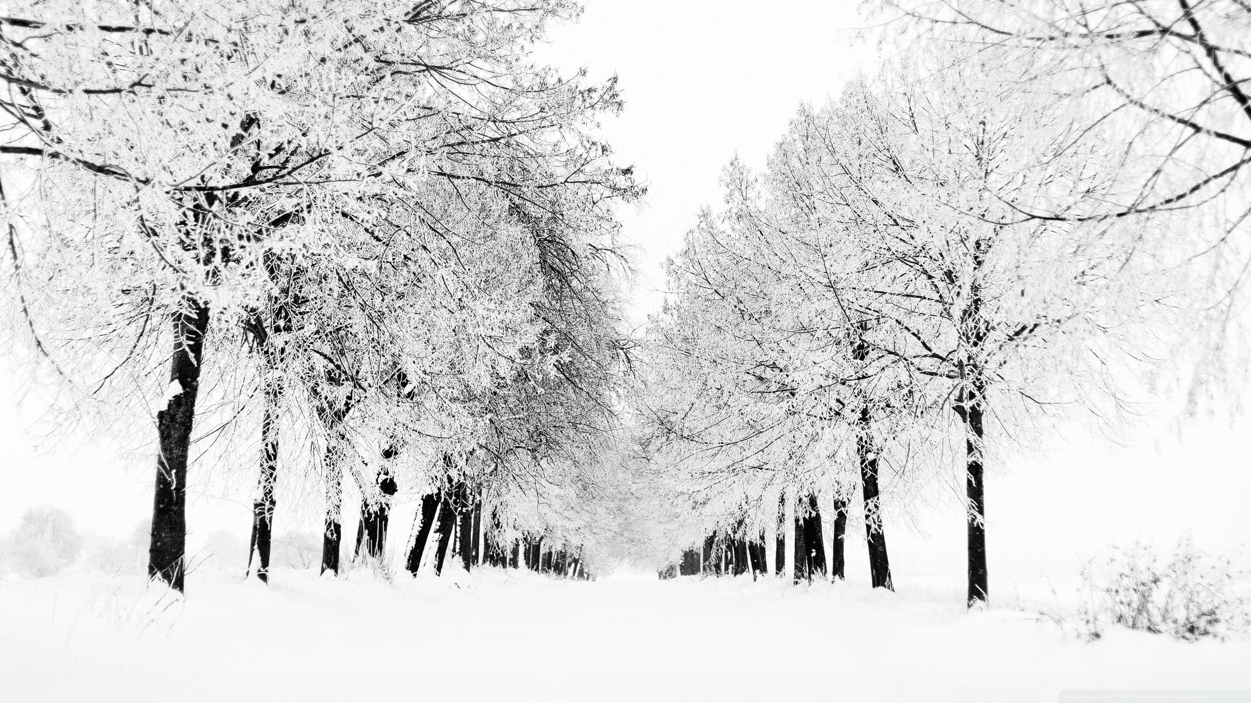 laptop winter, 2560 x 1440, snow, 2K Desktop Wallpaper
