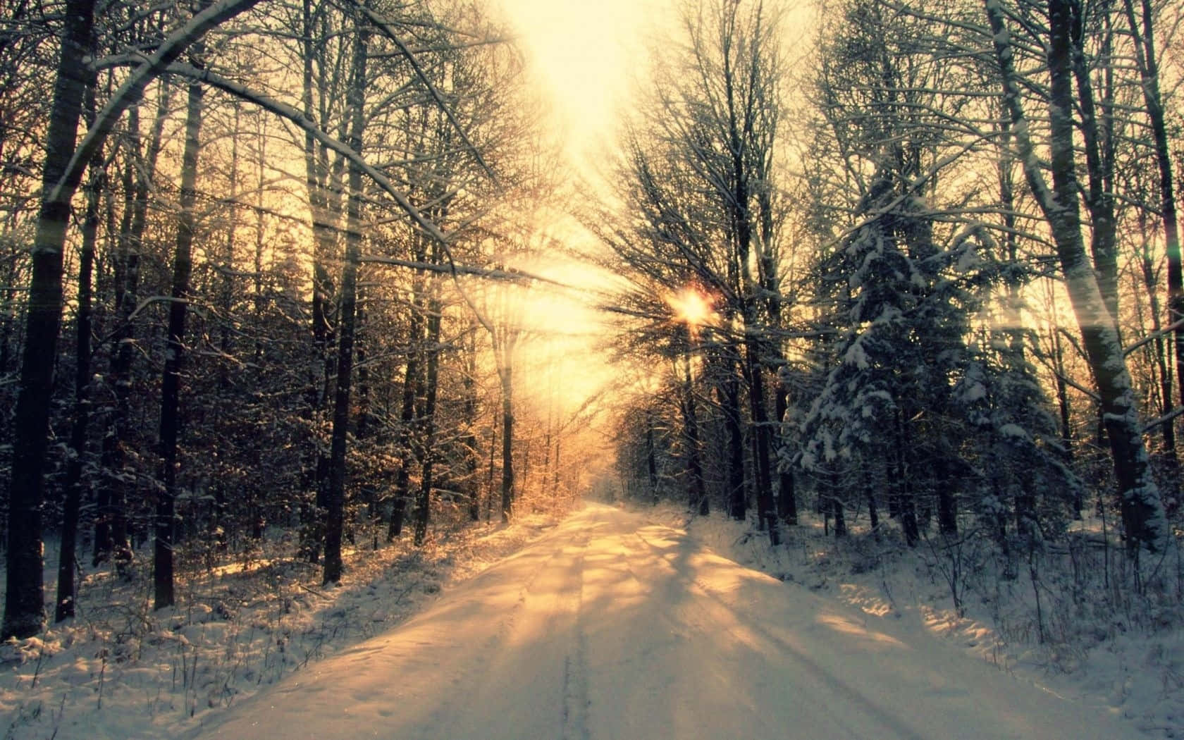 Laptop Winter, Winter Woods, snow-dusted trees, HD Desktop Wallpaper