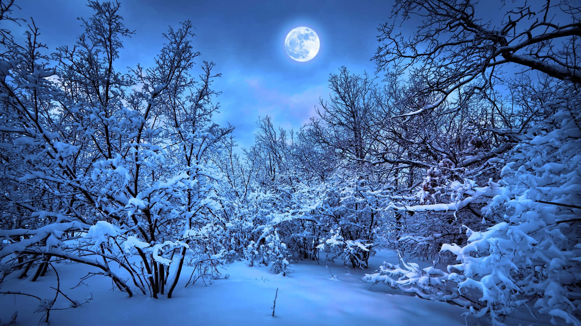 laptop, winter forest, moonlit, Full HD Desktop Wallpaper