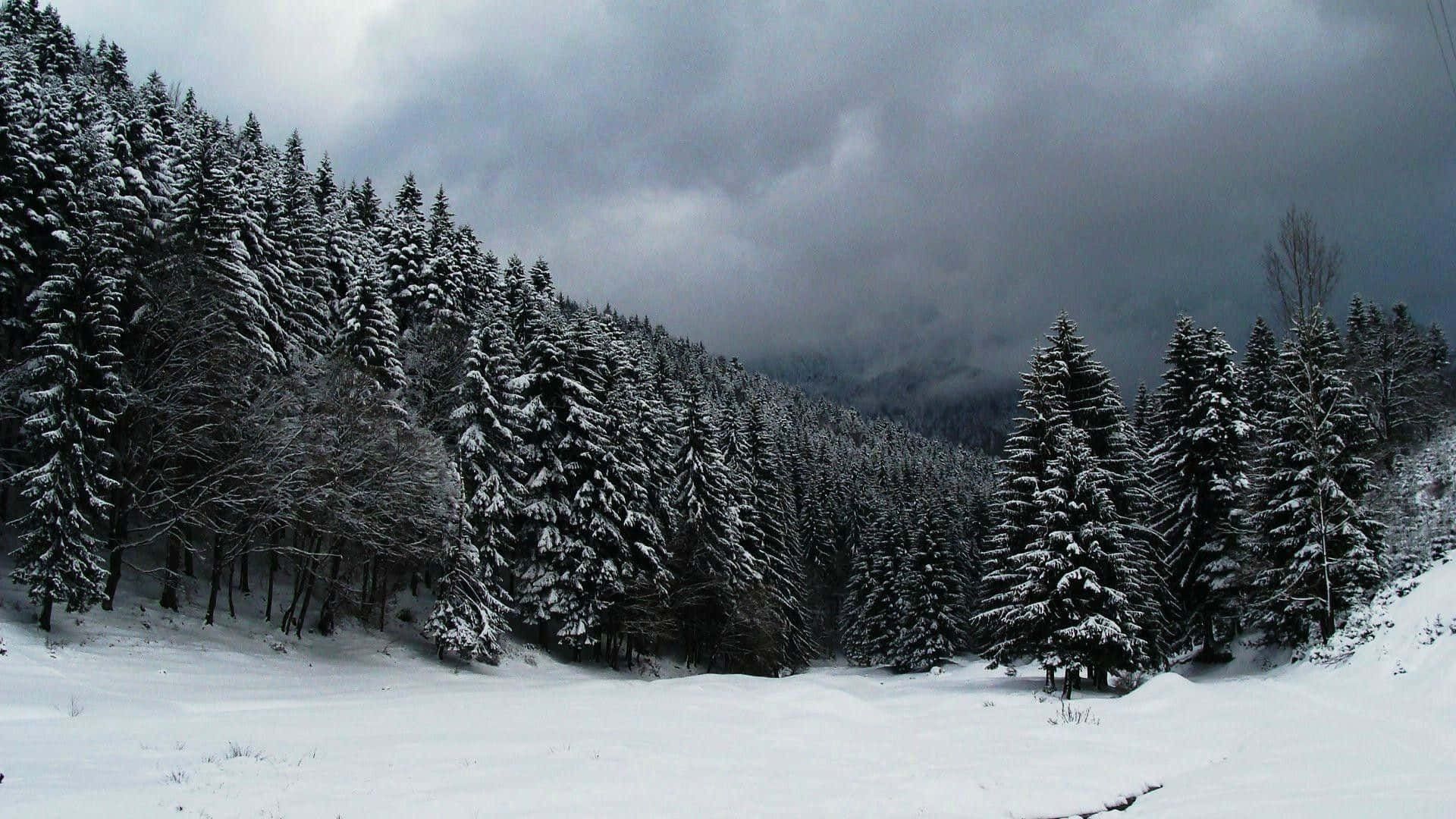 Laptop Winter, snow, dense evergreen trees, Full HD Desktop Wallpaper