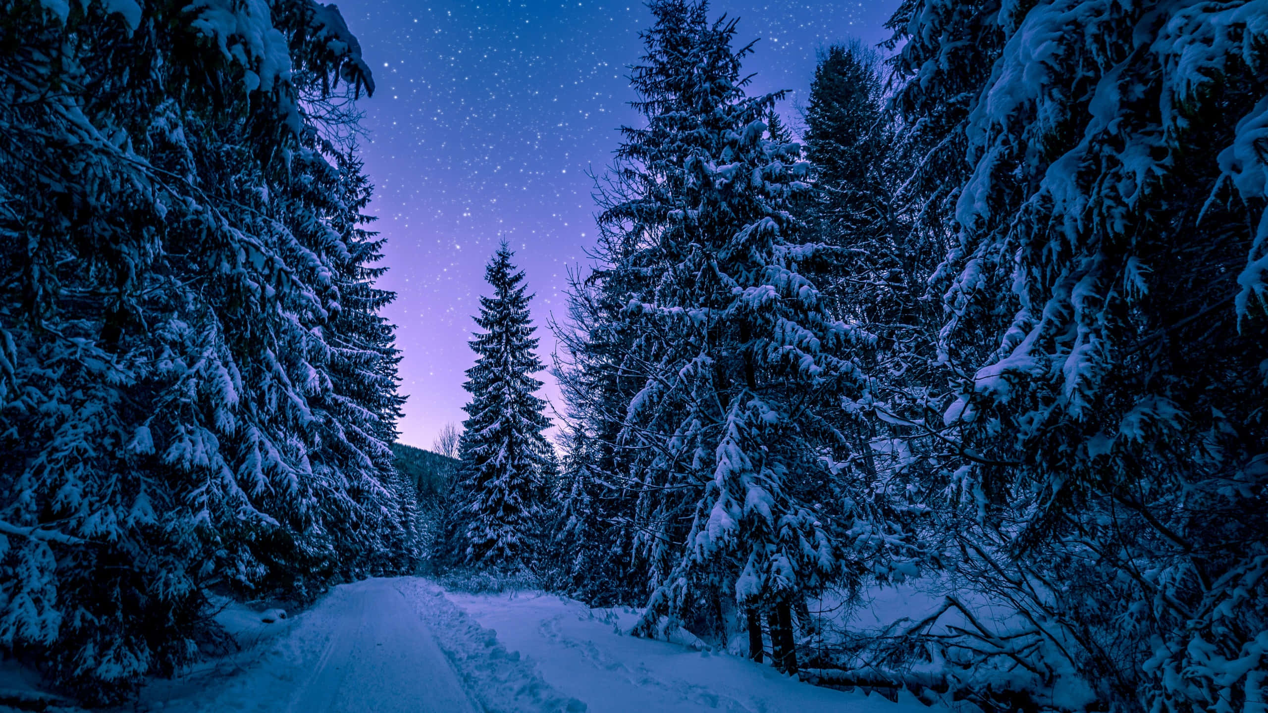 snow-covered forest path, starry twilight sky, purple and blue hues, 2K Desktop Wallpaper
