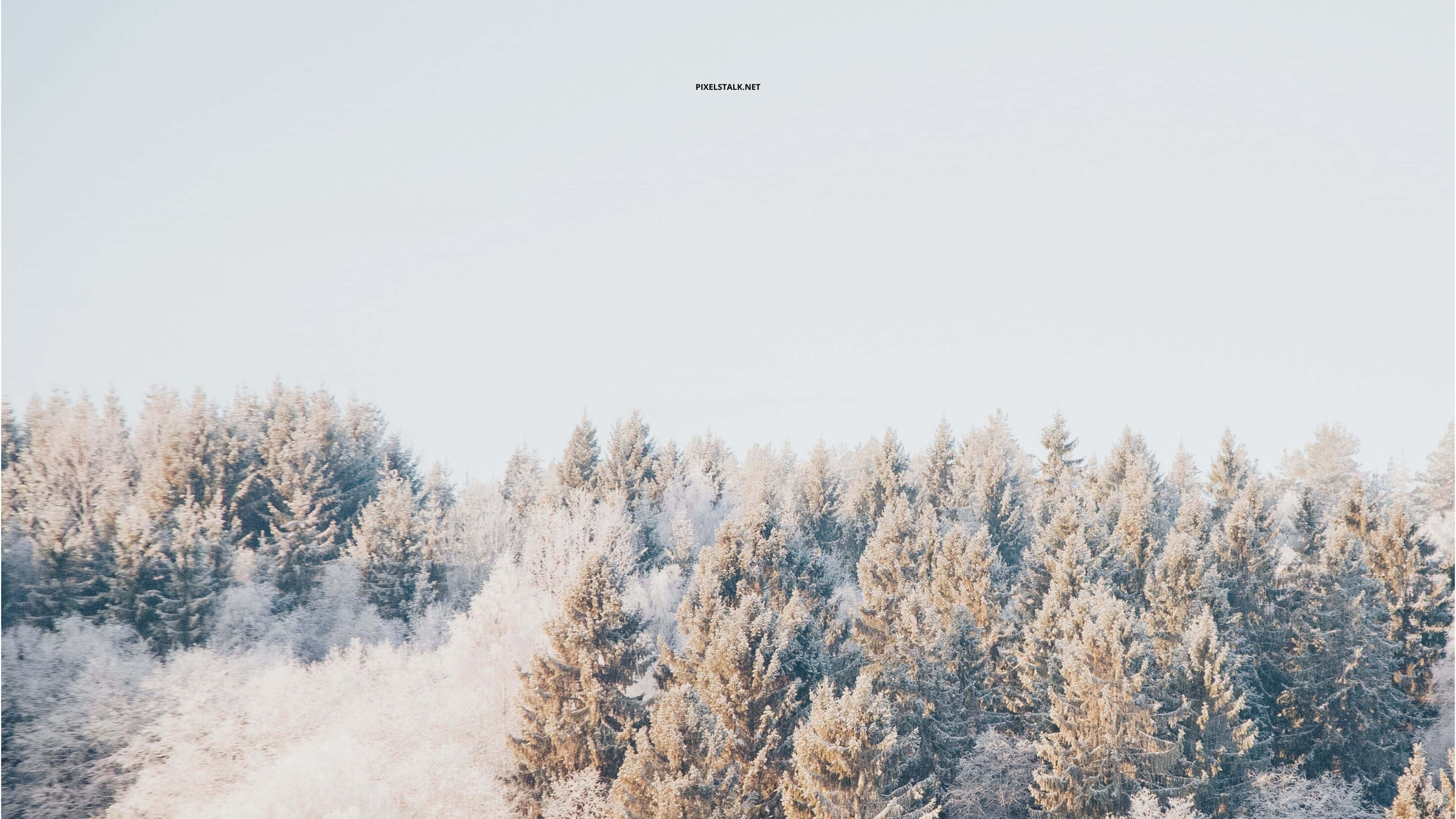 winter laptop, 3840 x 2160, winter forest, 4K Desktop Wallpaper