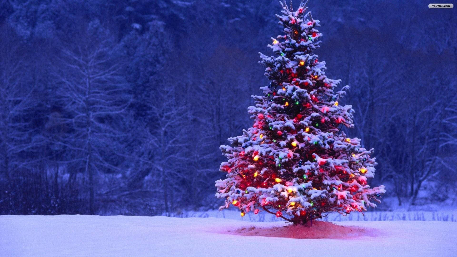 Festive Tree Christmas Laptop, snow-covered Christmas tree, colorful lights, Full HD Desktop Wallpaper