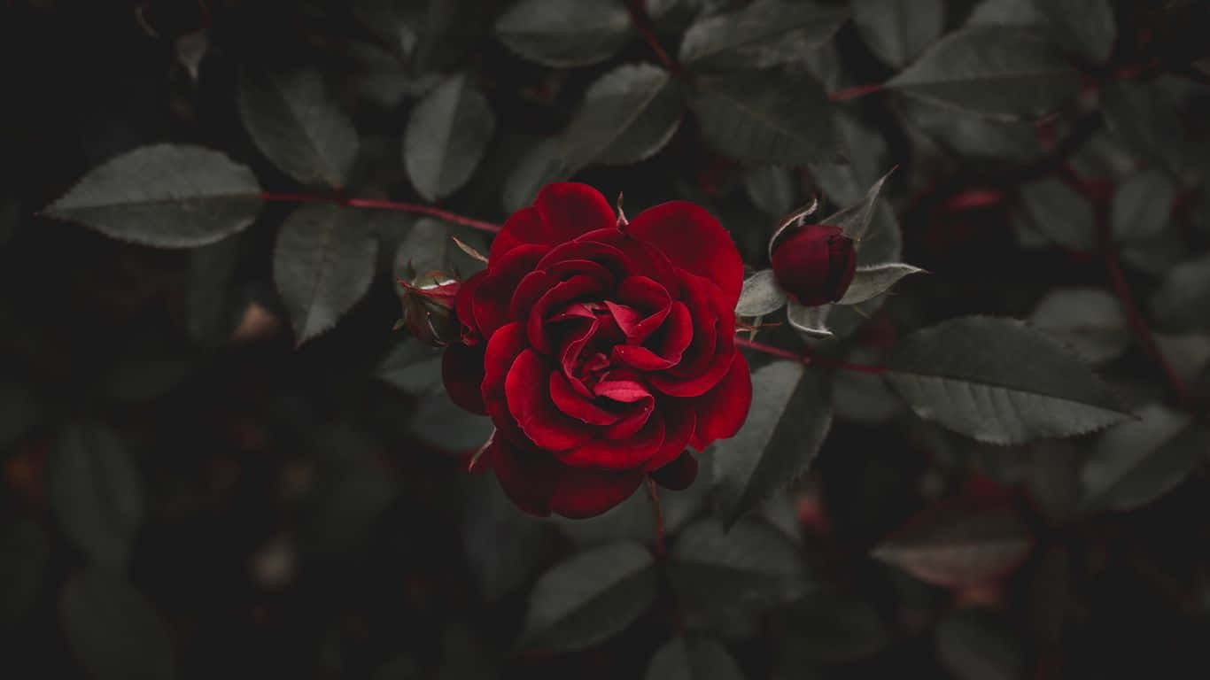 red roses, red rosebud, vivid red rose, HD Desktop Wallpaper