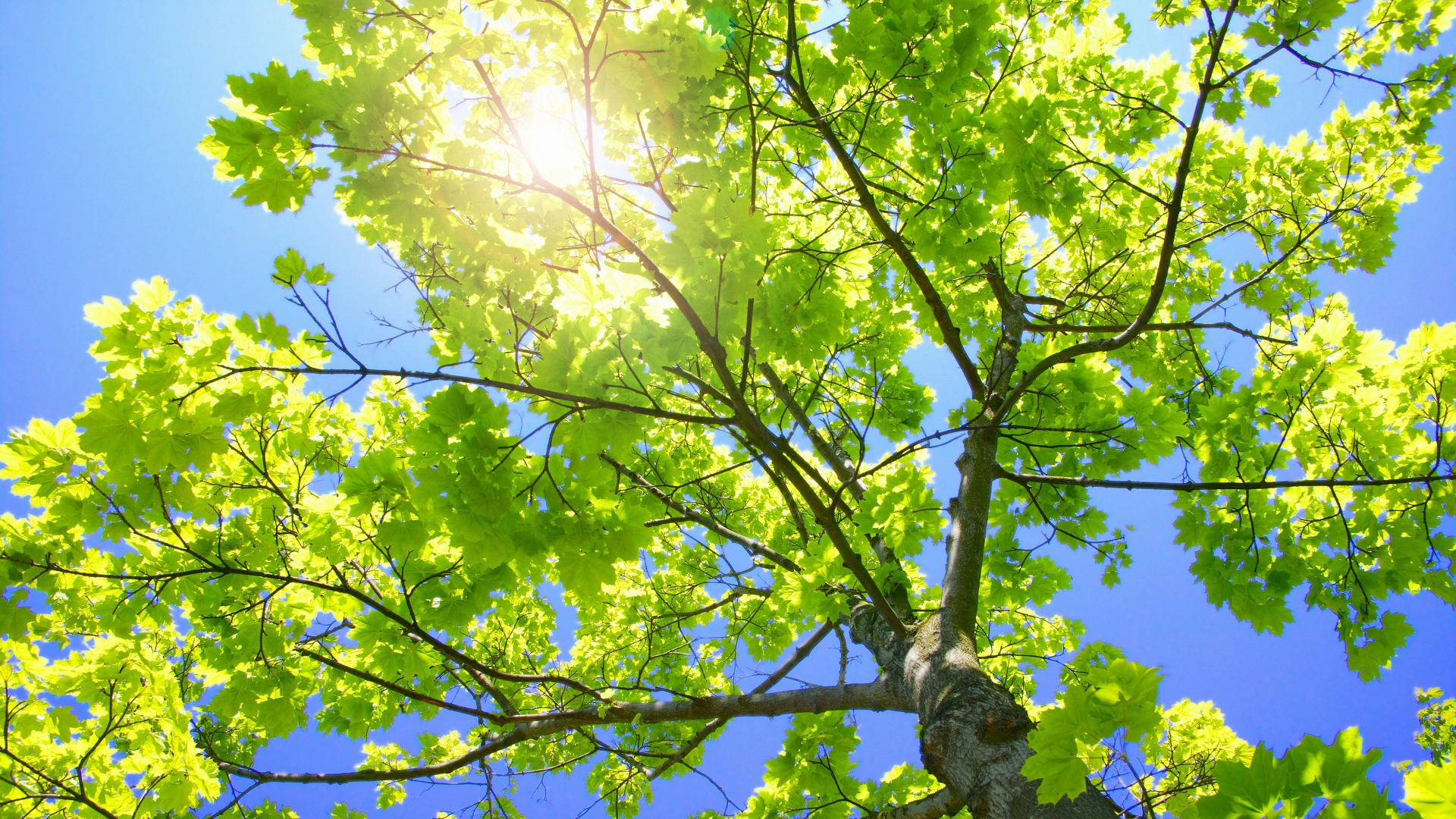 treetop, sunlight, vibrant green leaves, Full HD Desktop Wallpaper