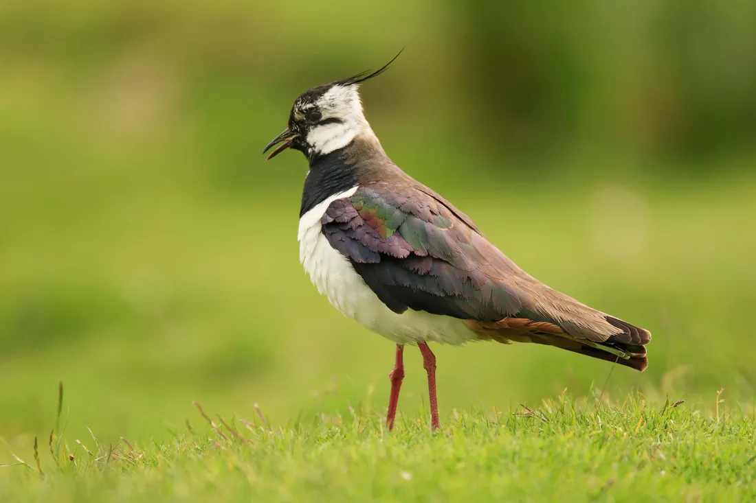 Lapwing