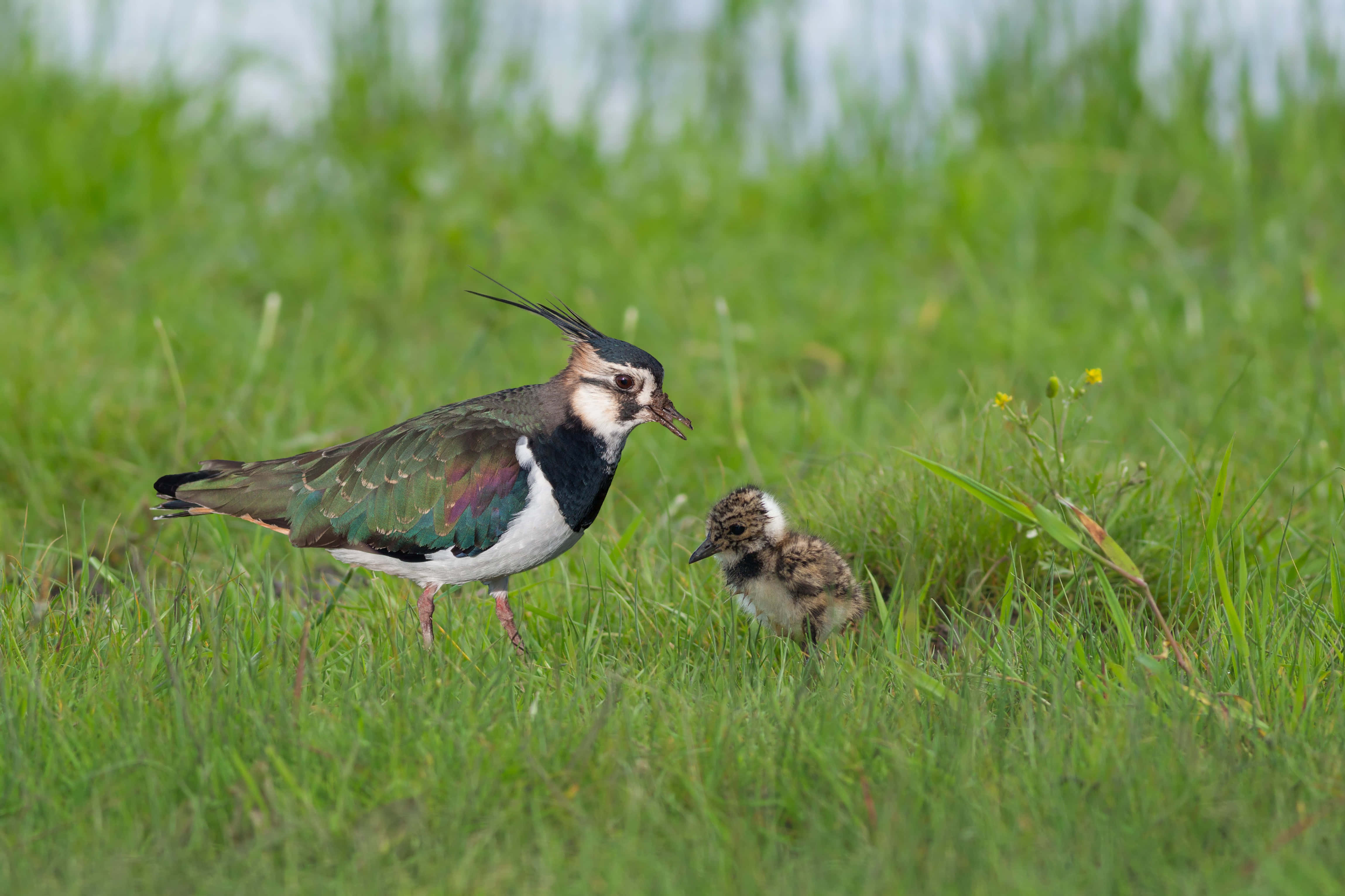 Lapwing, parent and chick, crested head, 4K Desktop Wallpaper