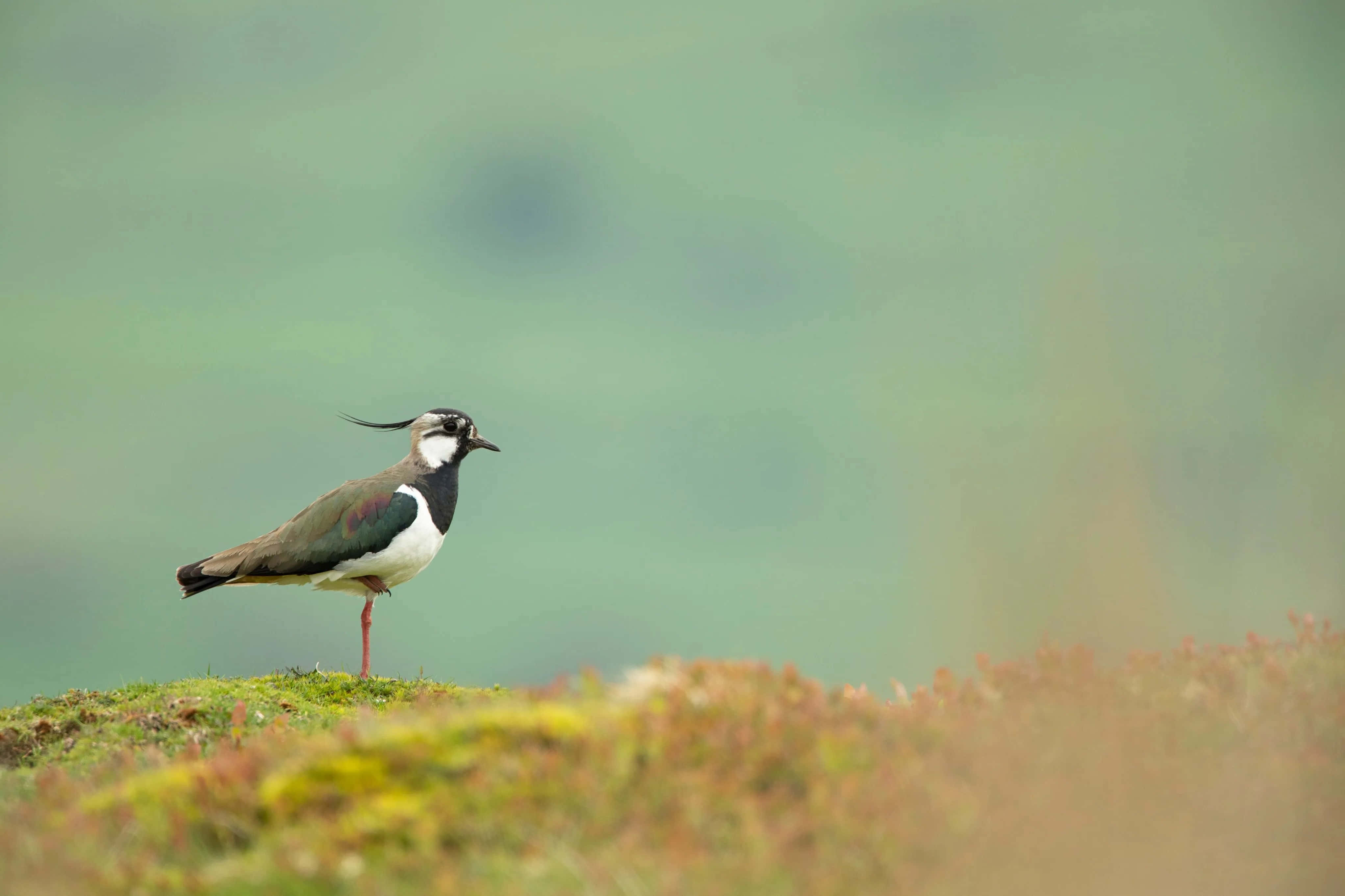 Lapwing, mossy hillside, soft green blurred background, 4K Desktop Wallpaper