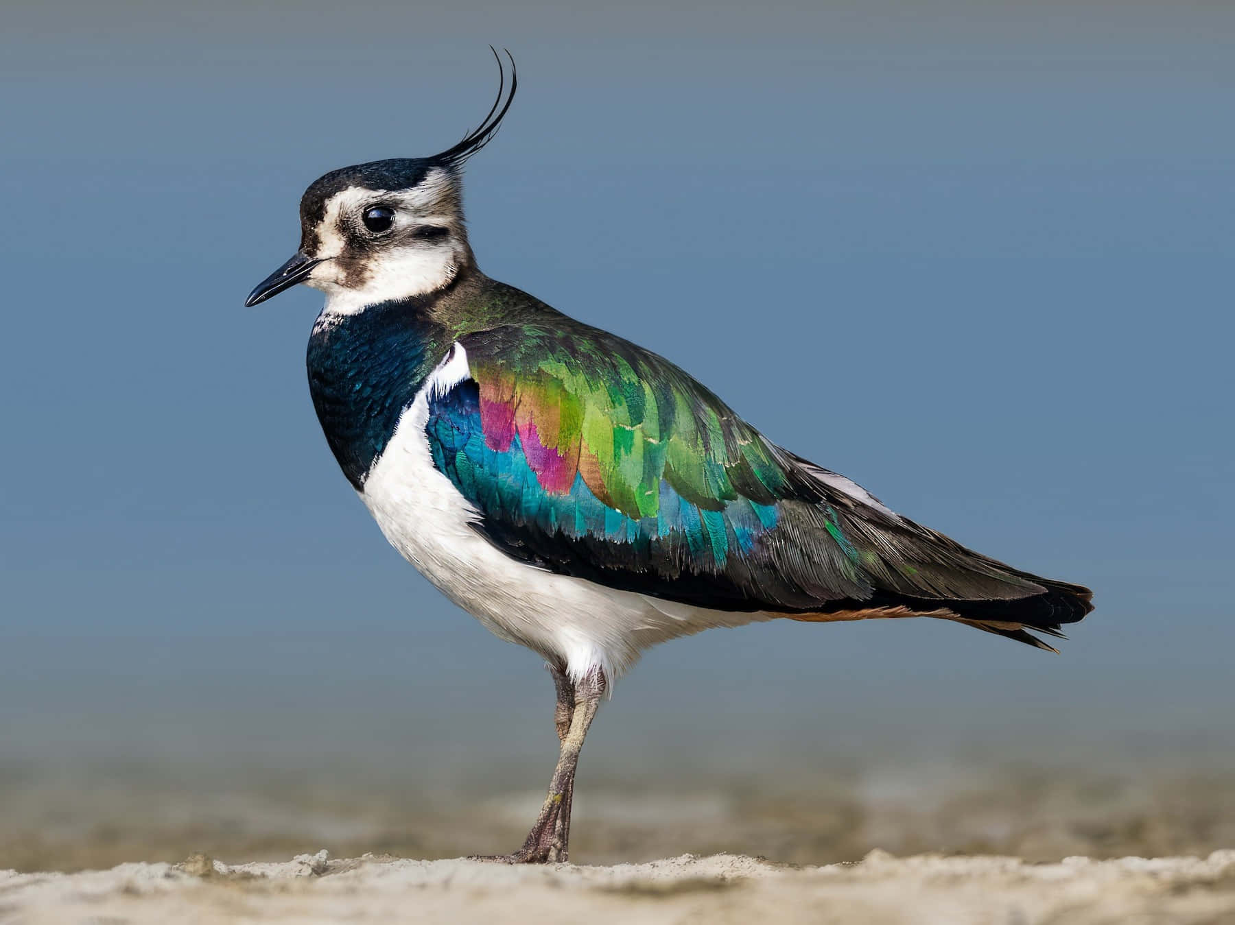 colorful lapwing, iridescent green pink and blue feathers, sandy ground, HD Desktop Wallpaper
