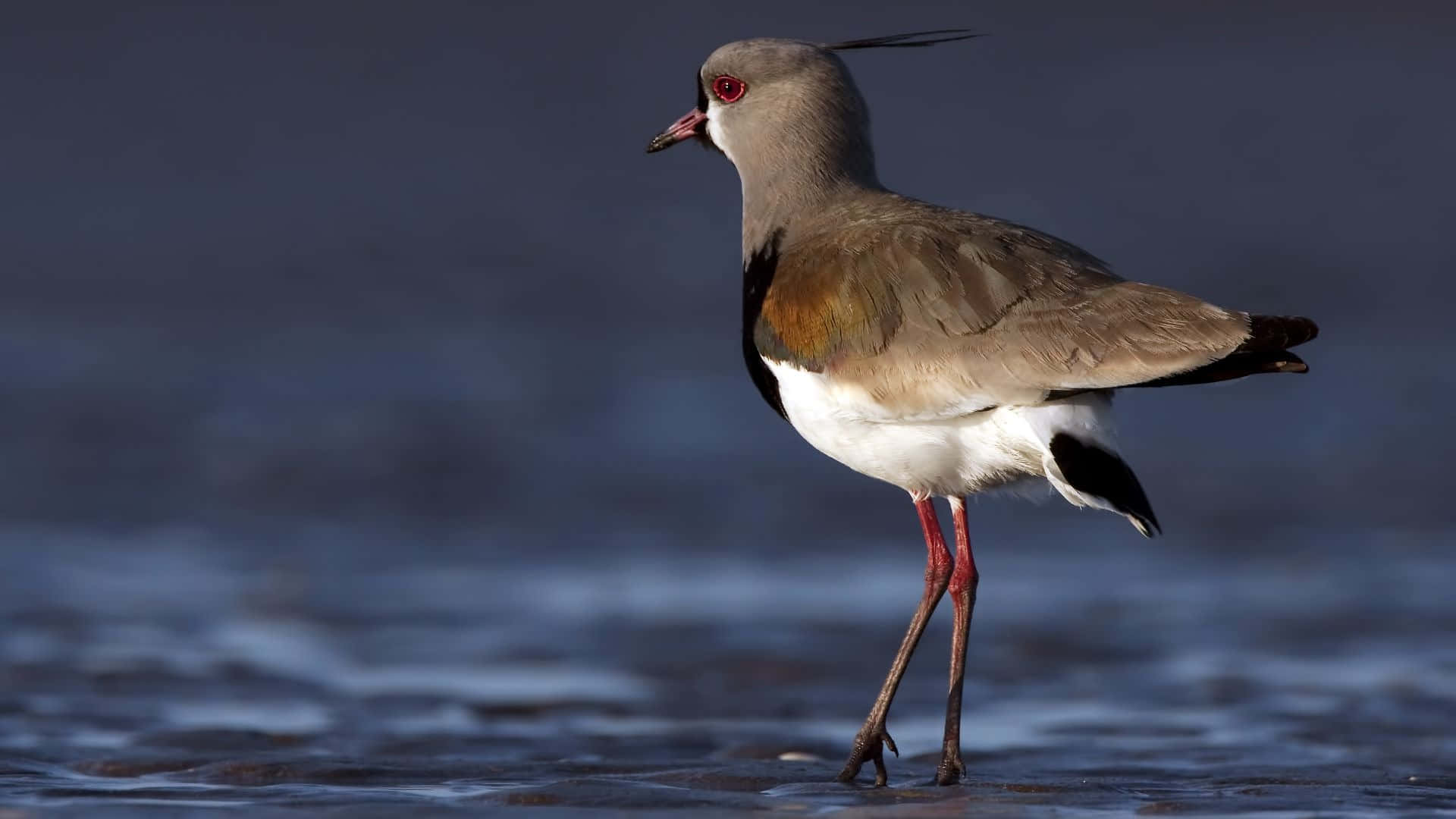 Lapwing, grey head, red eye, Full HD Desktop Wallpaper