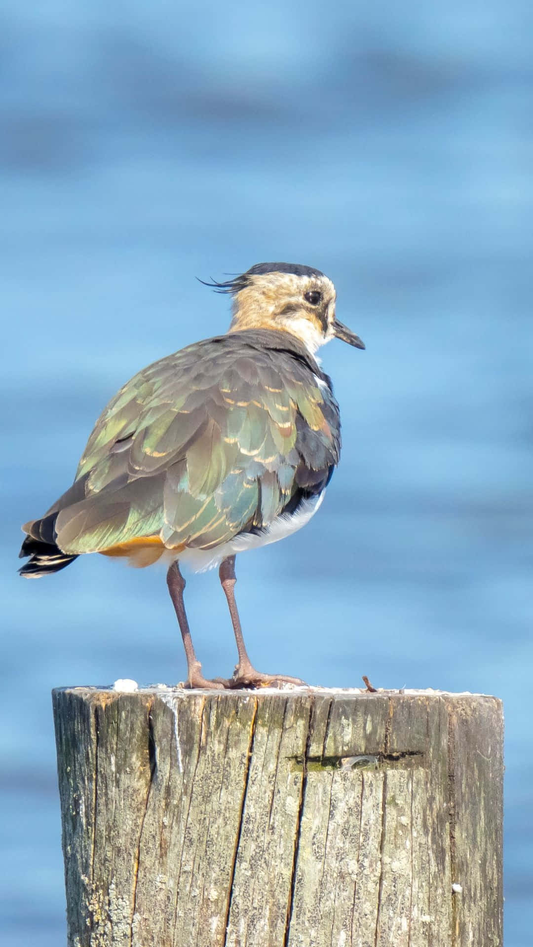 Lapwing, weathered wooden post, blurred blue water background, Full HD Phone Wallpaper