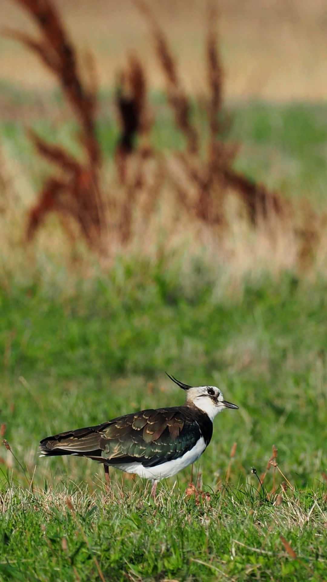 Lapwing, grassland, vibrant green grass, Full HD Phone Wallpaper