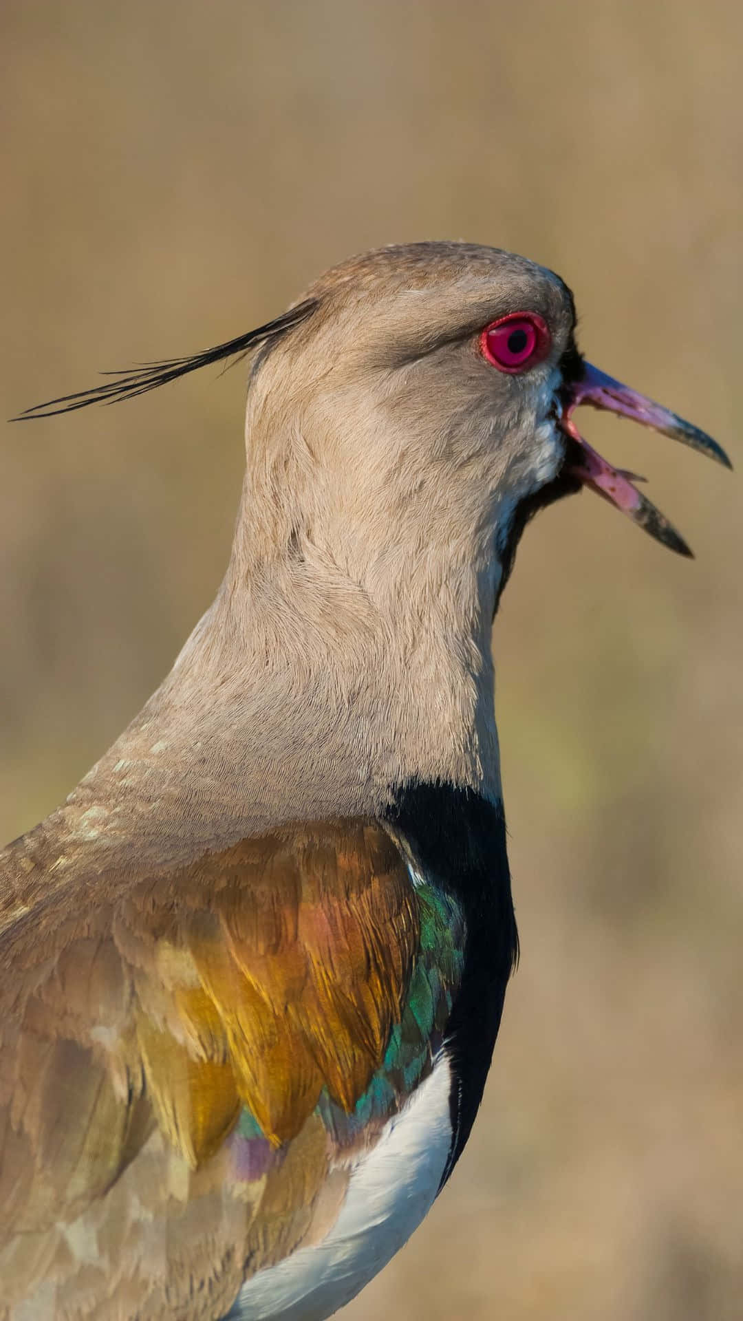 Lapwing, red eye, colorful iridescent feathers, Full HD Phone Wallpaper