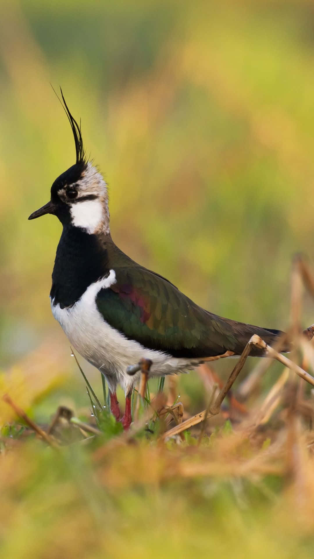 Lapwing, black white and iridescent green feathers, sunlit grass, Full HD Phone Wallpaper