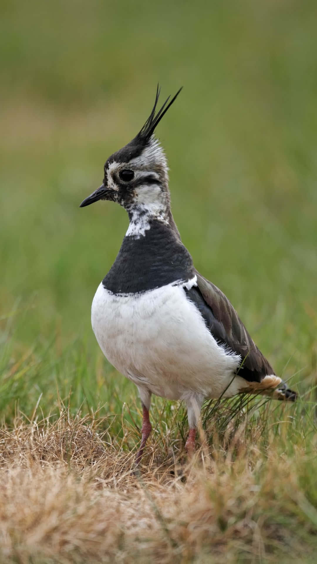 Lapwing, black crest, white chest, Full HD Phone Wallpaper