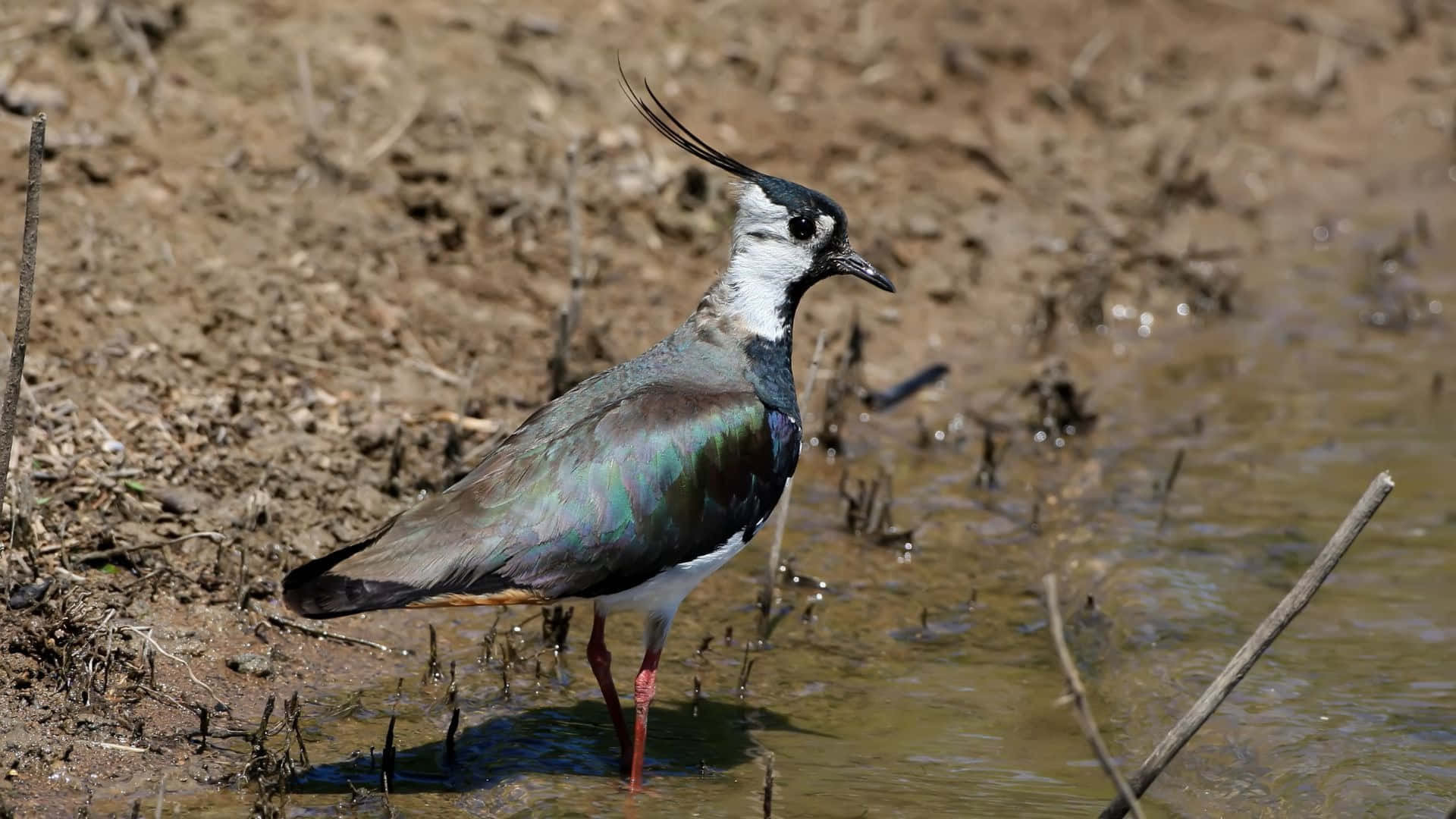 Lapwing, water's edge, crested bird, Full HD Desktop Wallpaper
