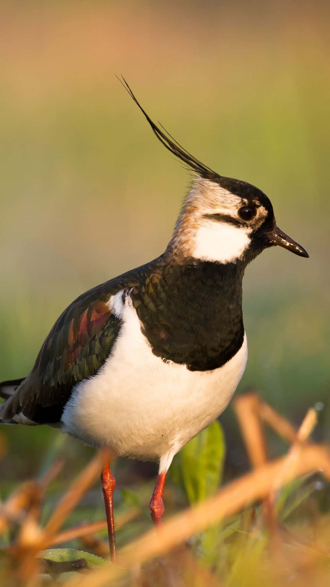 Lapwing, black crest, white chest, Full HD Phone Wallpaper