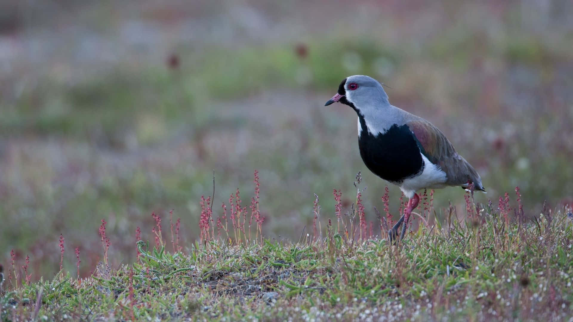 Lapwing, black chest, gray head, Full HD Desktop Wallpaper