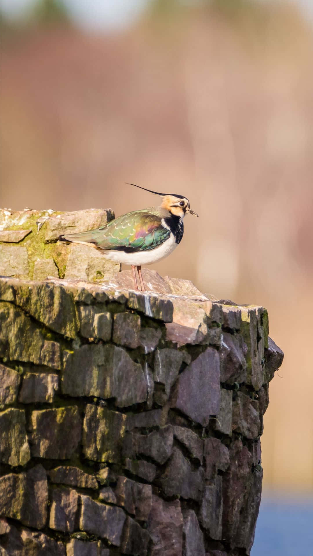 Lapwing, stone pillar, mossy stone wall, Full HD Phone Wallpaper