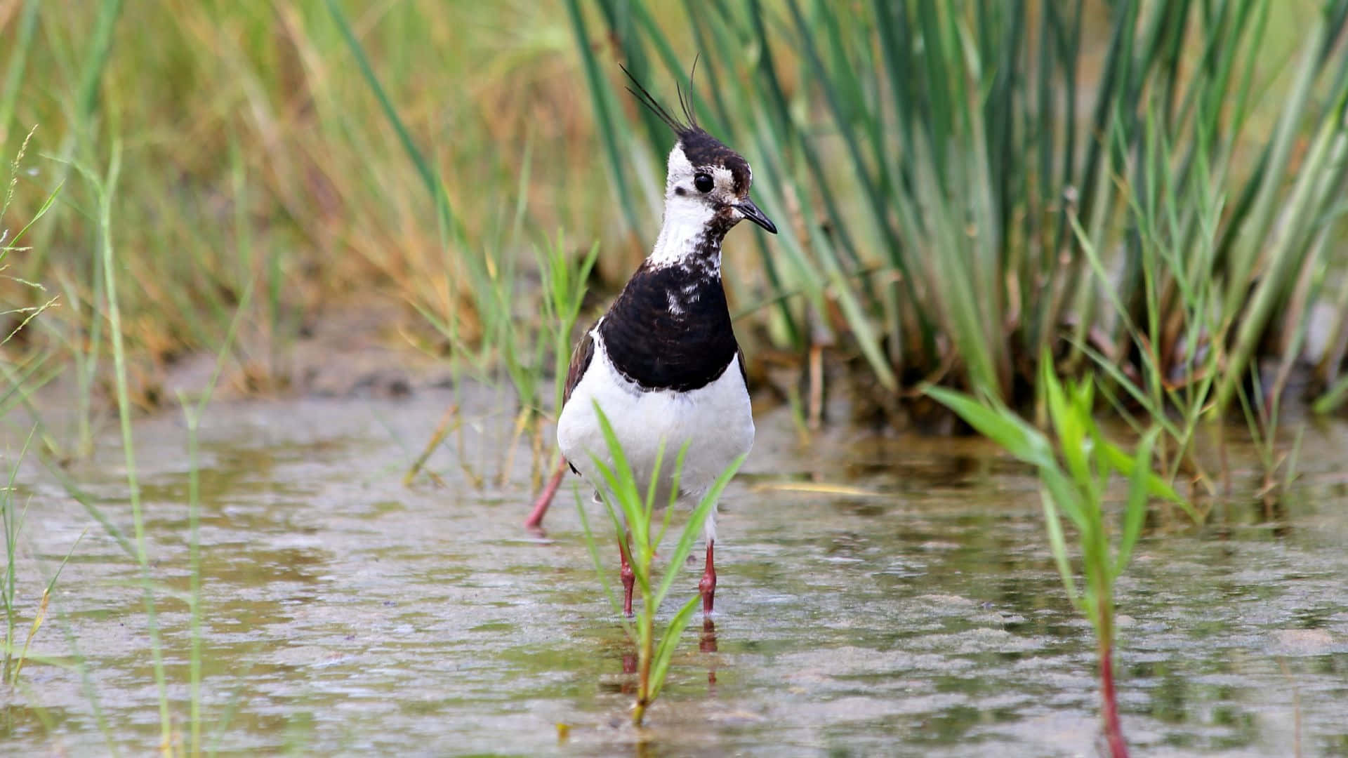 Lapwing, wetland habitat, shallow water, Full HD Desktop Wallpaper