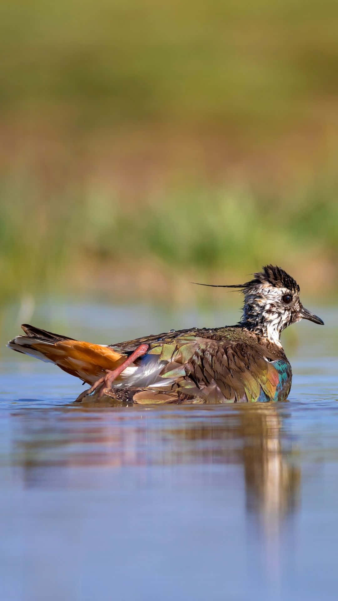 Lapwing, iridescent feathers, spiky crest, Full HD Phone Wallpaper