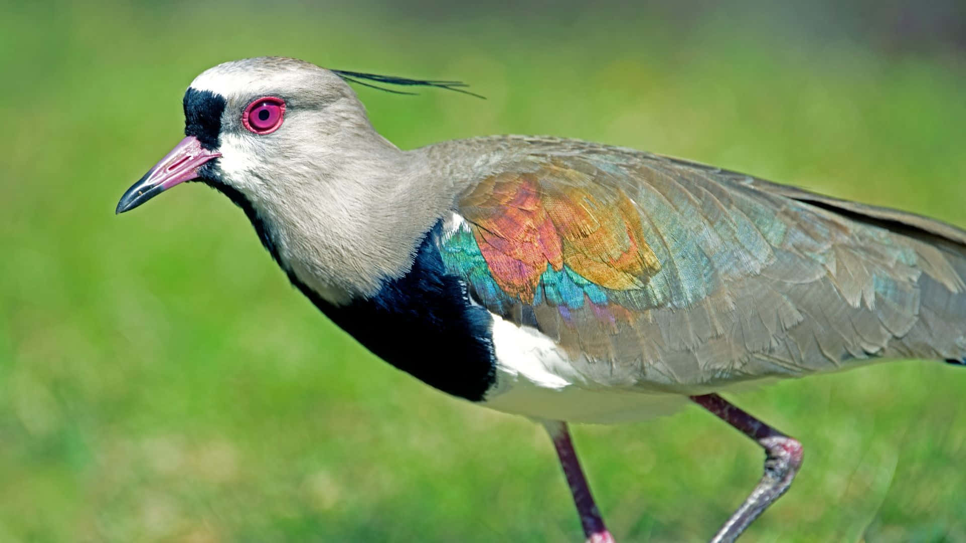Lapwing, iridescent wings, pink eyes, Full HD Desktop Wallpaper