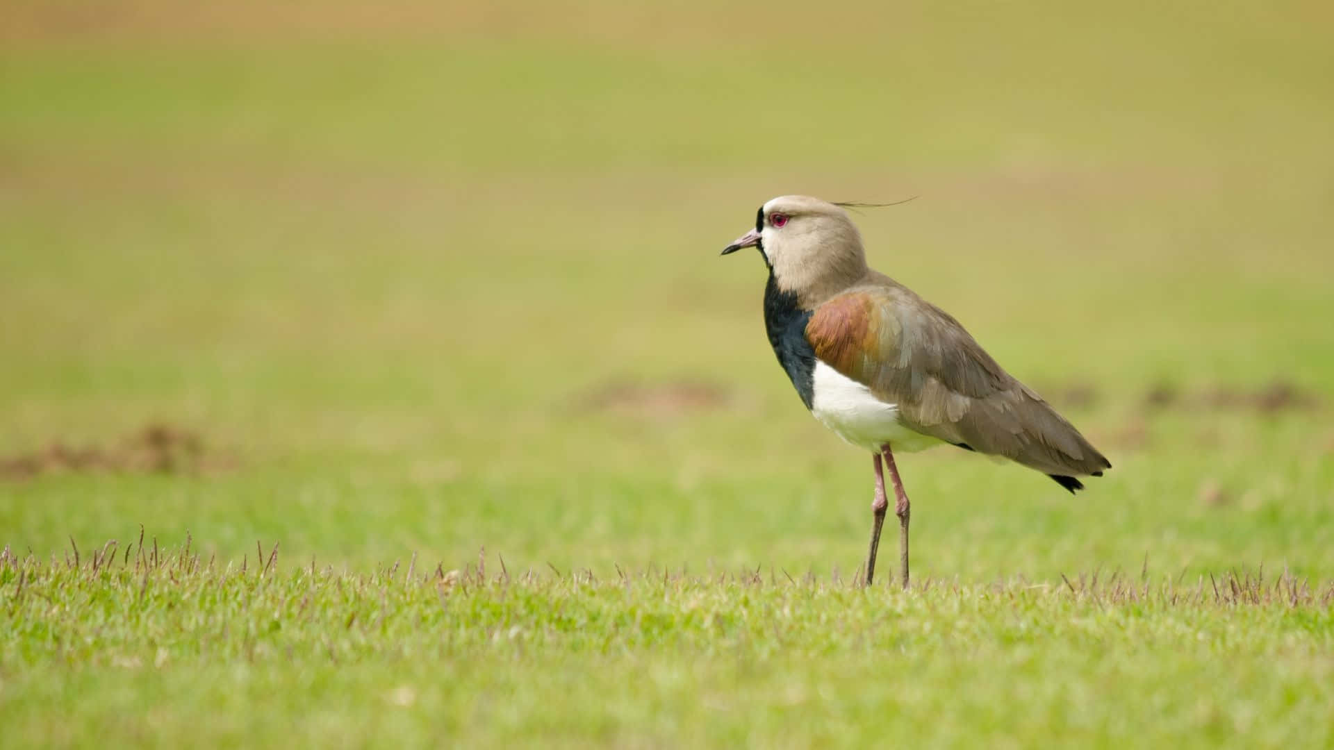 Lapwing, grassy field, vibrant green grass, Full HD Desktop Wallpaper