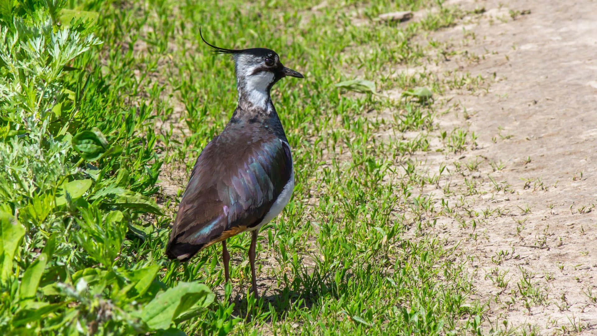 Lapwing, iridescent feathers, sunlit grass, Full HD Desktop Wallpaper
