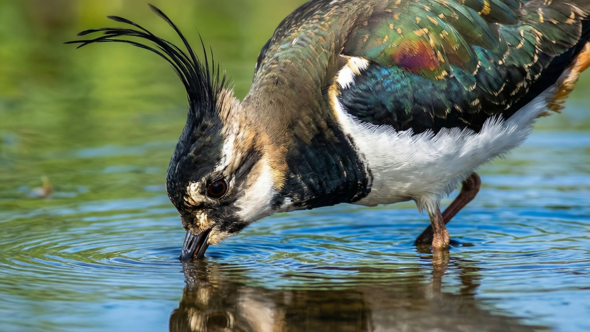 Lapwing, wetlands, shallow water, Full HD Desktop Wallpaper