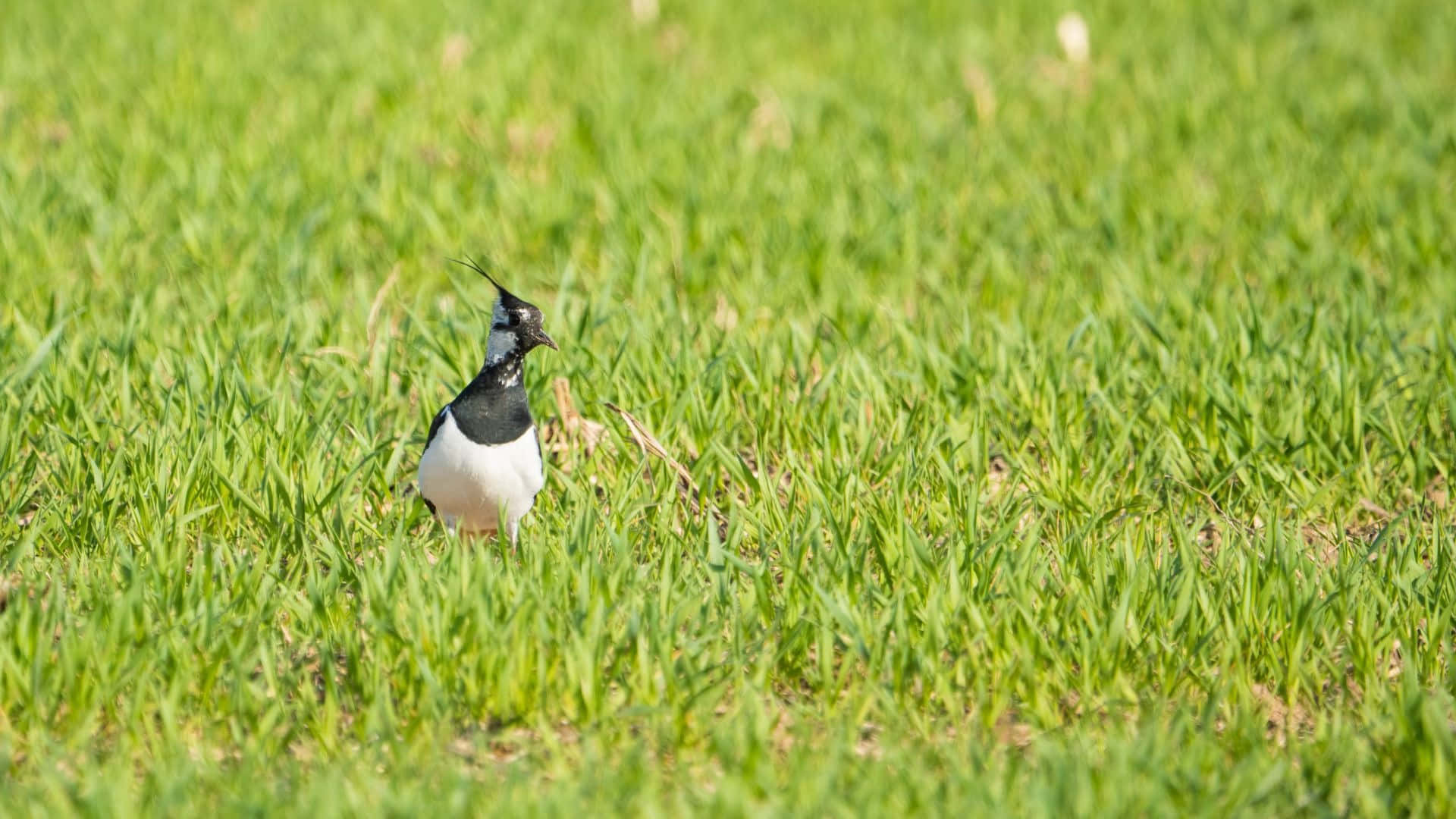 Lapwing, grassland, black and white, Full HD Desktop Wallpaper