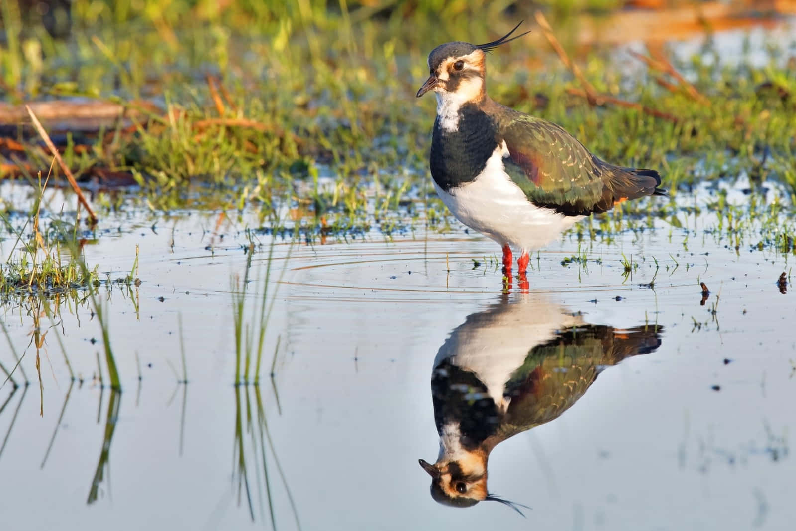 Lapwing, reflection in water, shallow water, HD Desktop Wallpaper