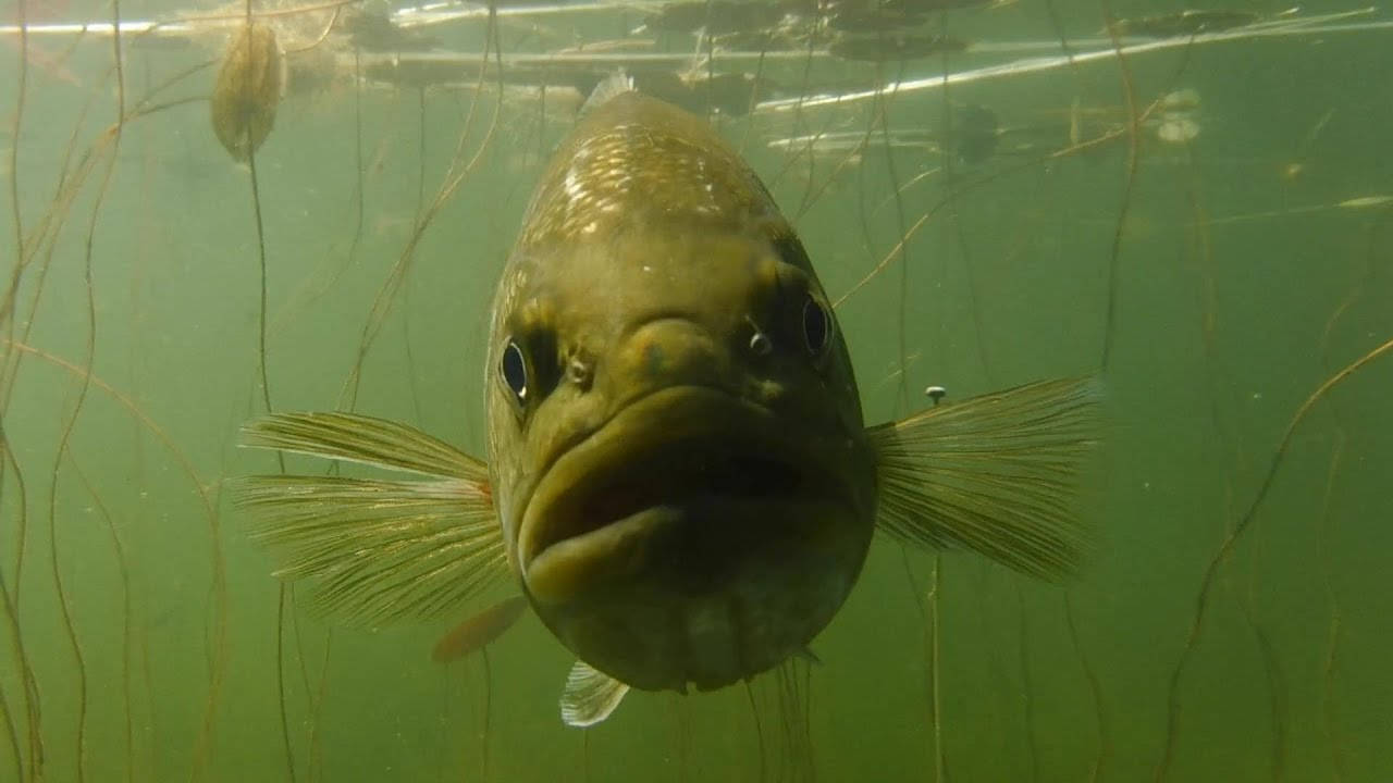 Largemouth Bass, swamp, underwater shot, HD Desktop Wallpaper