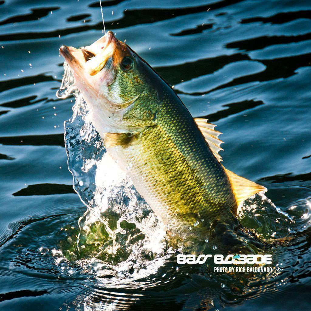 largemouth bass, dark water, bright sunlight, SD Desktop Wallpaper