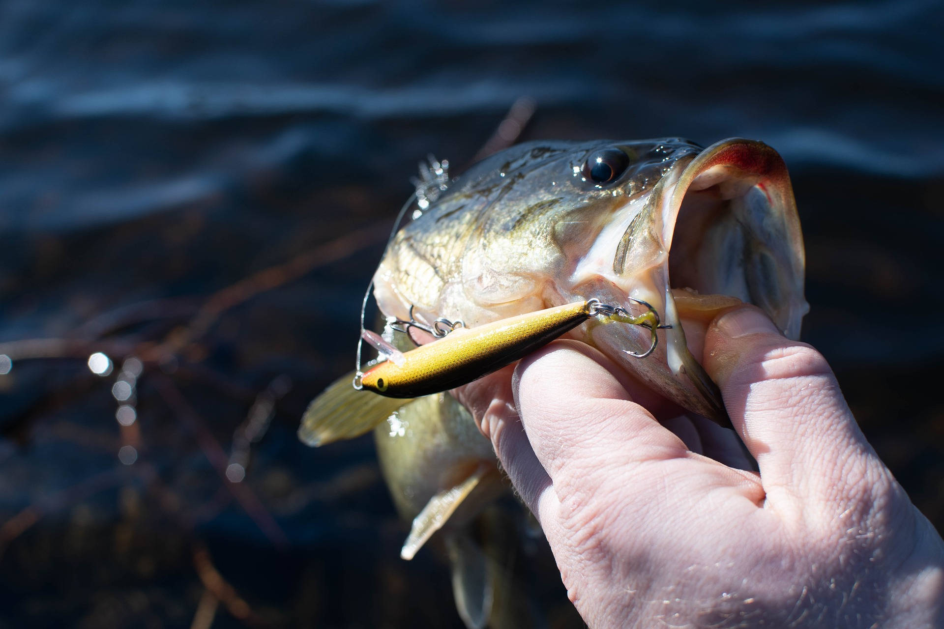 largemouth bass, yellow and orange fishing lure, dark water, Full HD Desktop Wallpaper