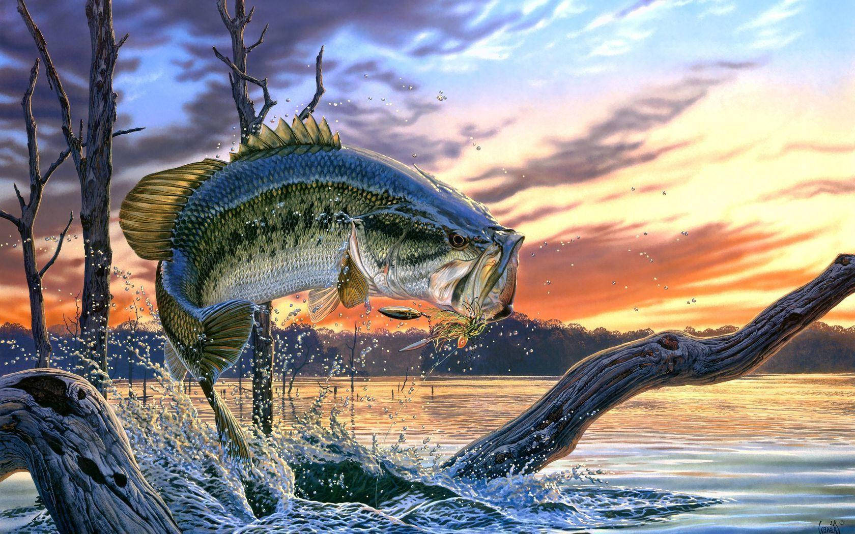 Largemouth Bass, sunset, tranquil lake, HD Desktop Wallpaper