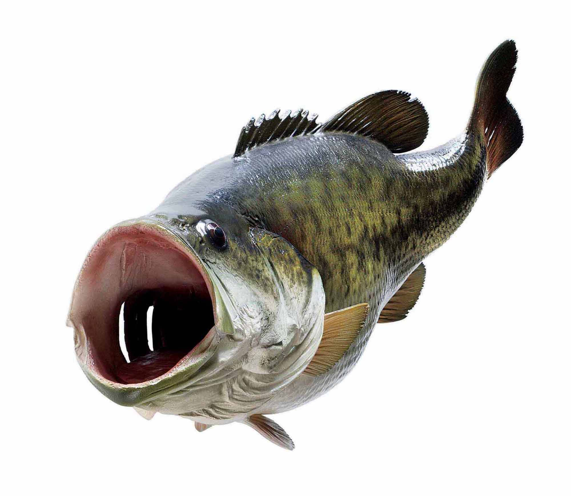 Largemouth Bass, stark white background, detailed scales, Full HD Desktop Wallpaper
