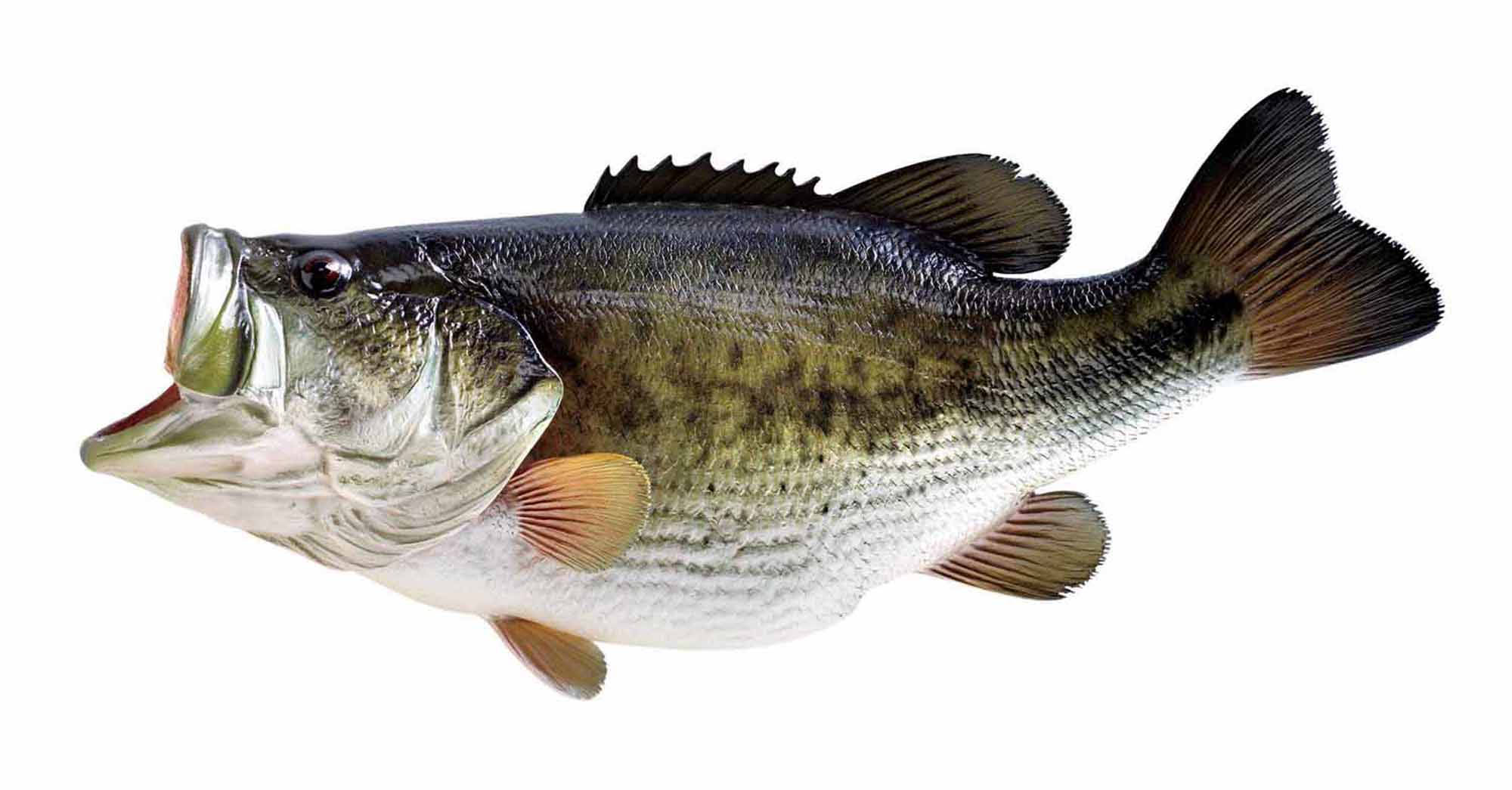 Largemouth Bass, open mouth, textured scales, Full HD Desktop Wallpaper
