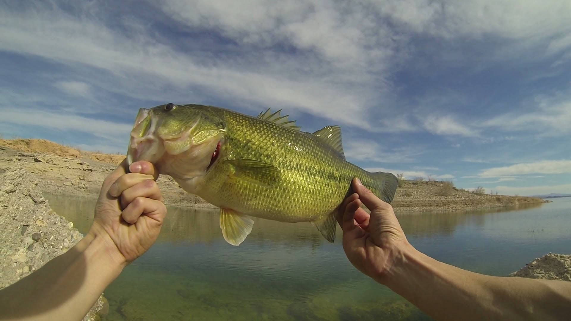 Largemouth Bass, green bass fish, clear water, Full HD Desktop Wallpaper