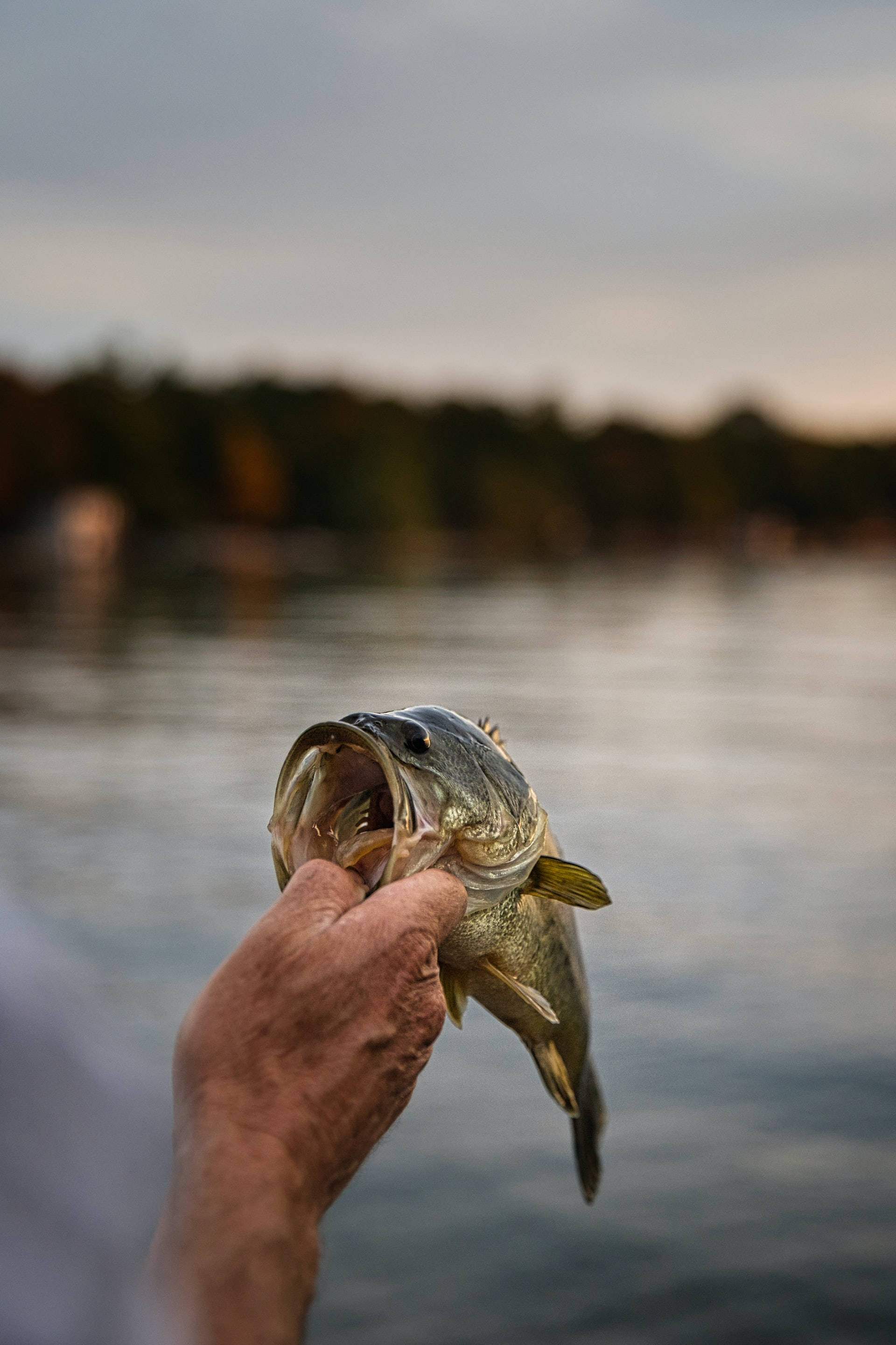 largemouth bass, lake, dusk, 2K Phone Wallpaper