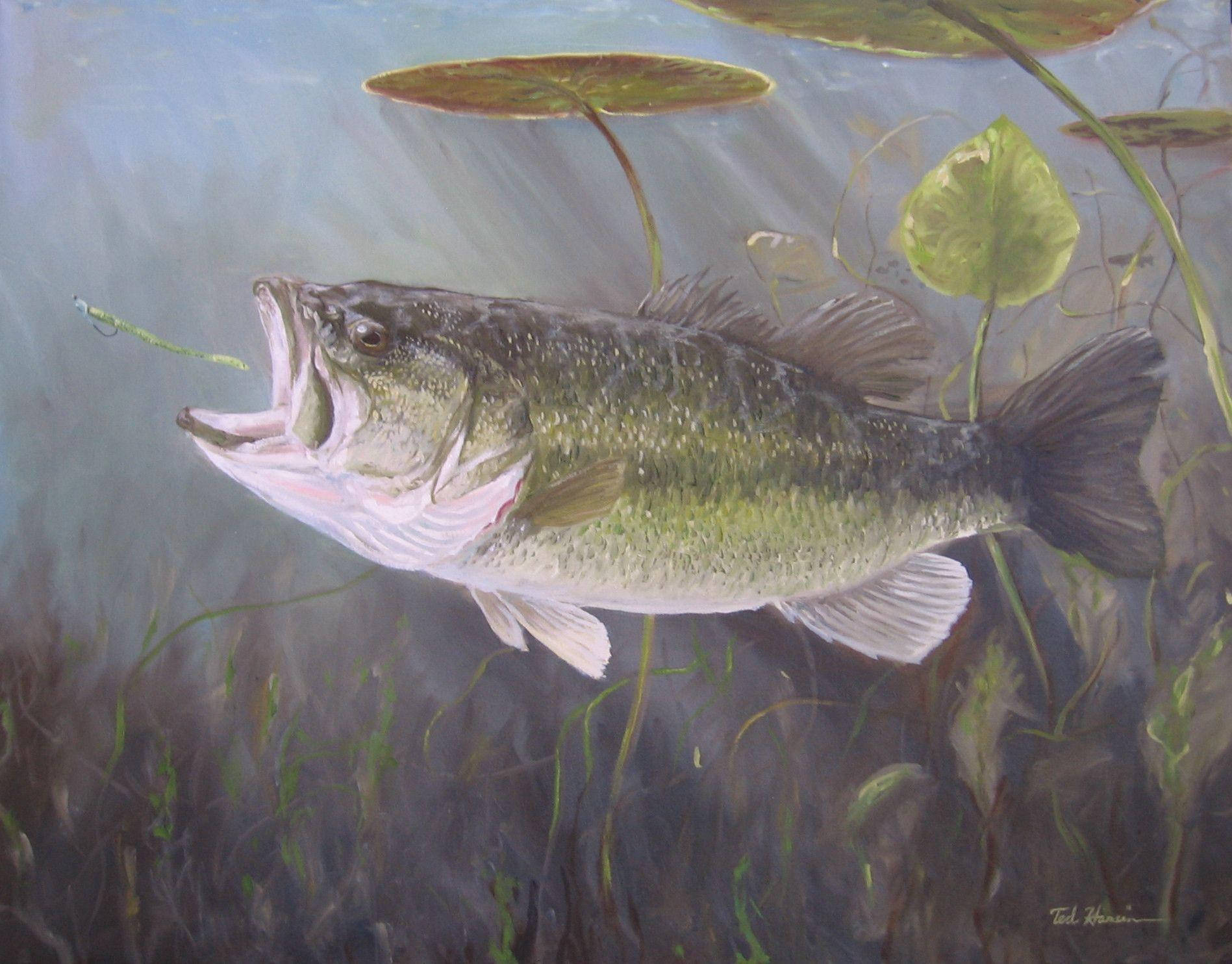 Largemouth Bass, murky water, lily pads, HD Desktop Wallpaper