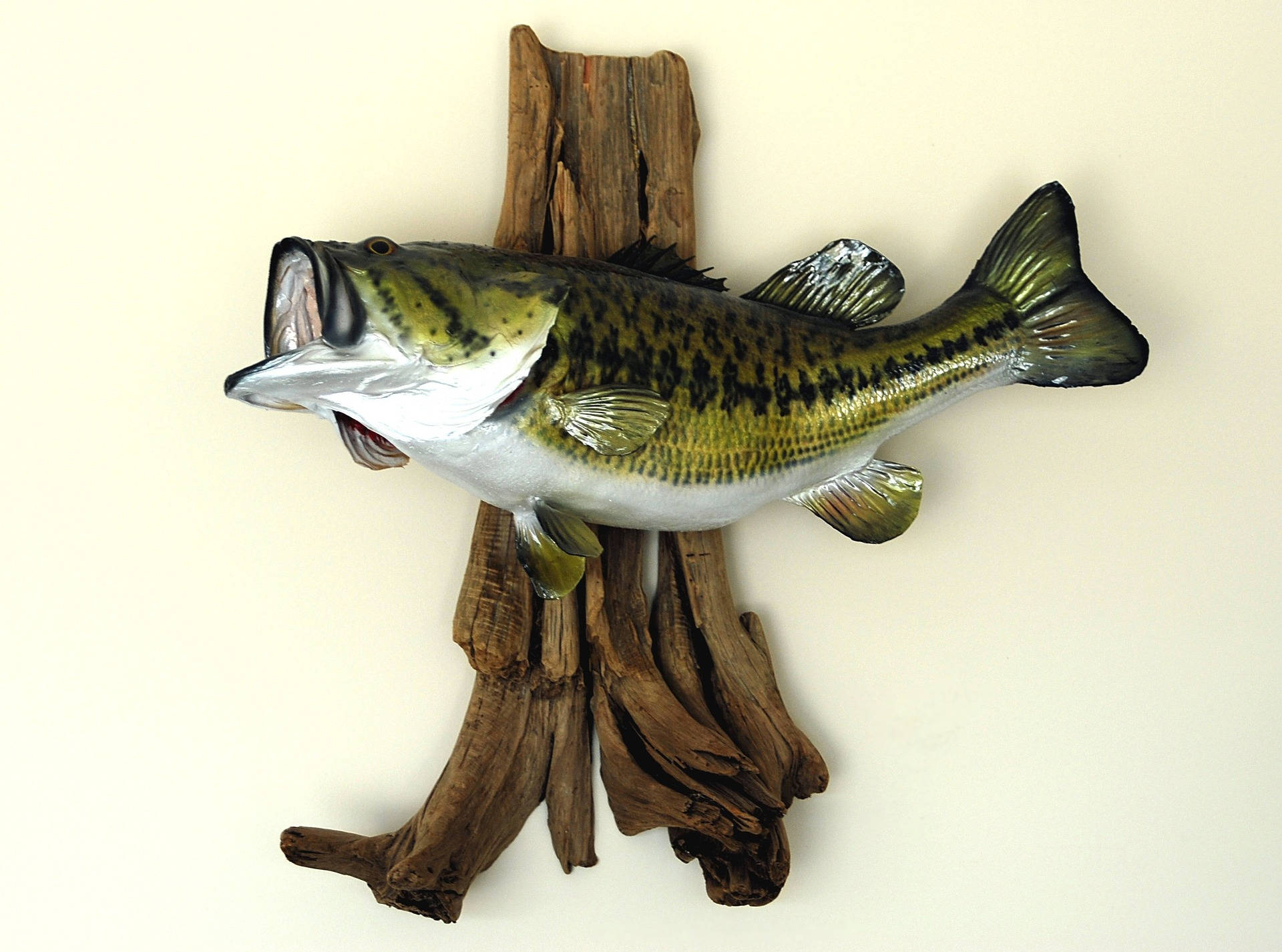 Largemouth Bass, mounted largemouth bass sculpture, open mouth, Full HD Desktop Wallpaper