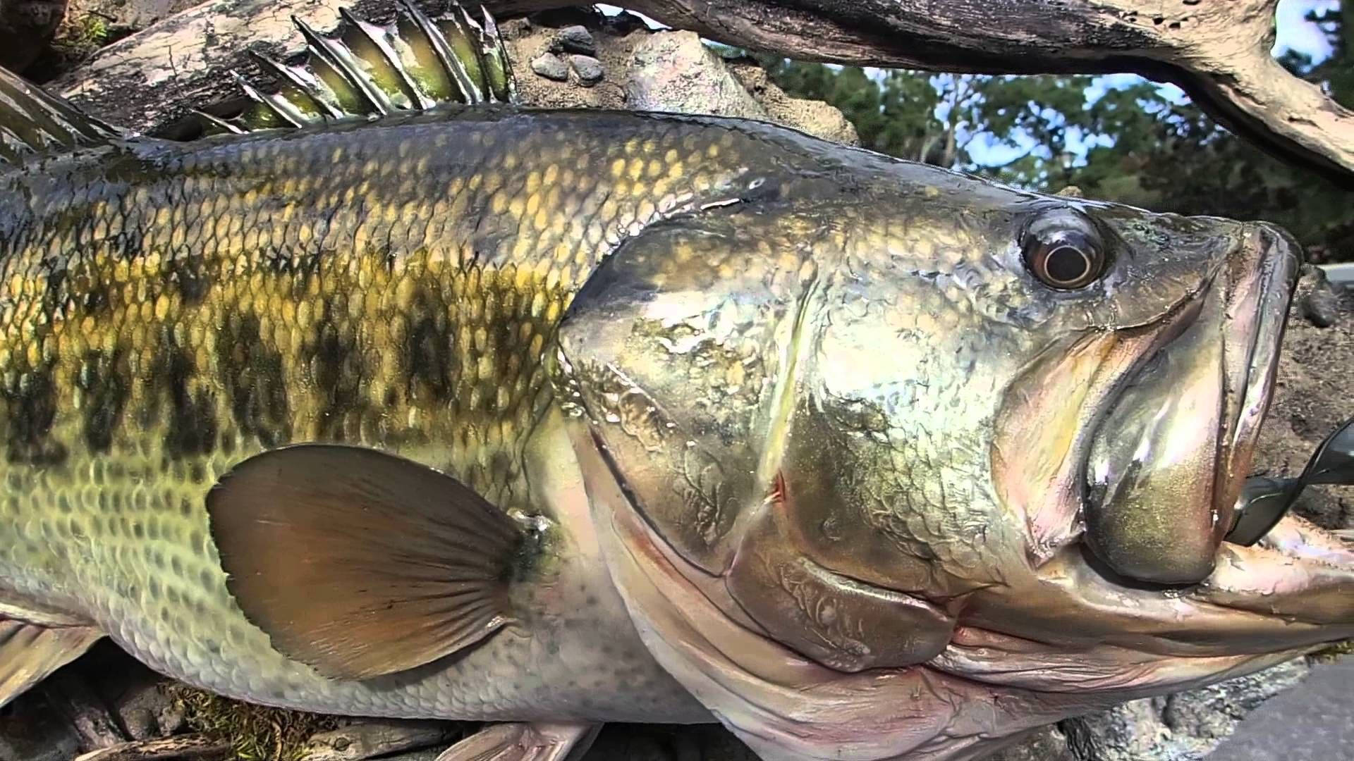 Largemouth Bass, large bass fish, detailed scales, Full HD Desktop Wallpaper