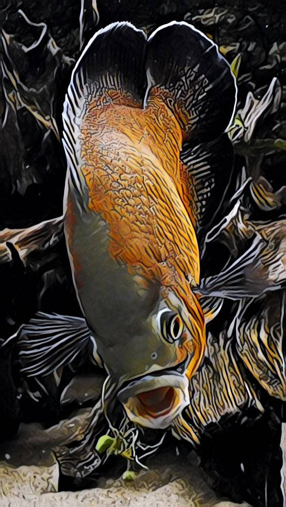 Largemouth Bass, orange, silver, SD Phone Wallpaper