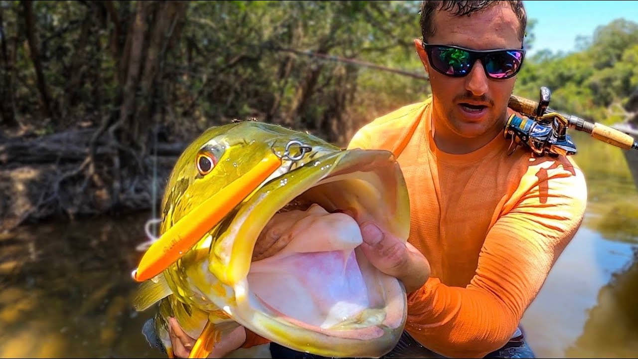 Largemouth Bass, orange, golden, HD Desktop Wallpaper