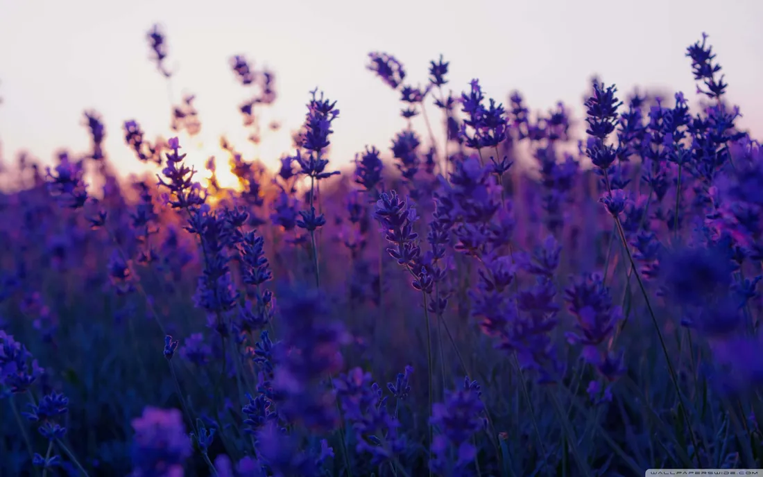 Lavender Aesthetic Laptop