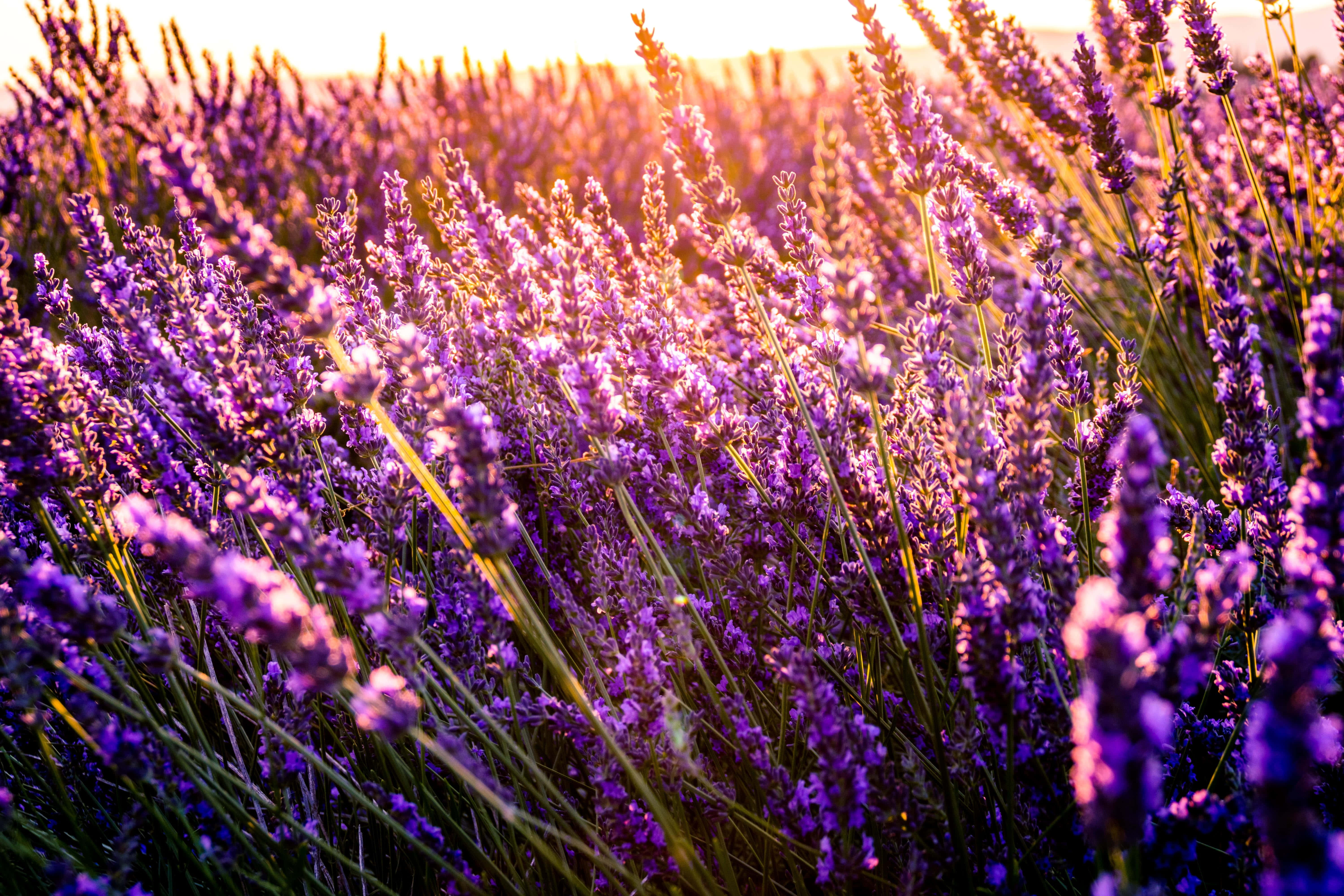 lavender field, purple lavender, sunlight, 5K Desktop Wallpaper